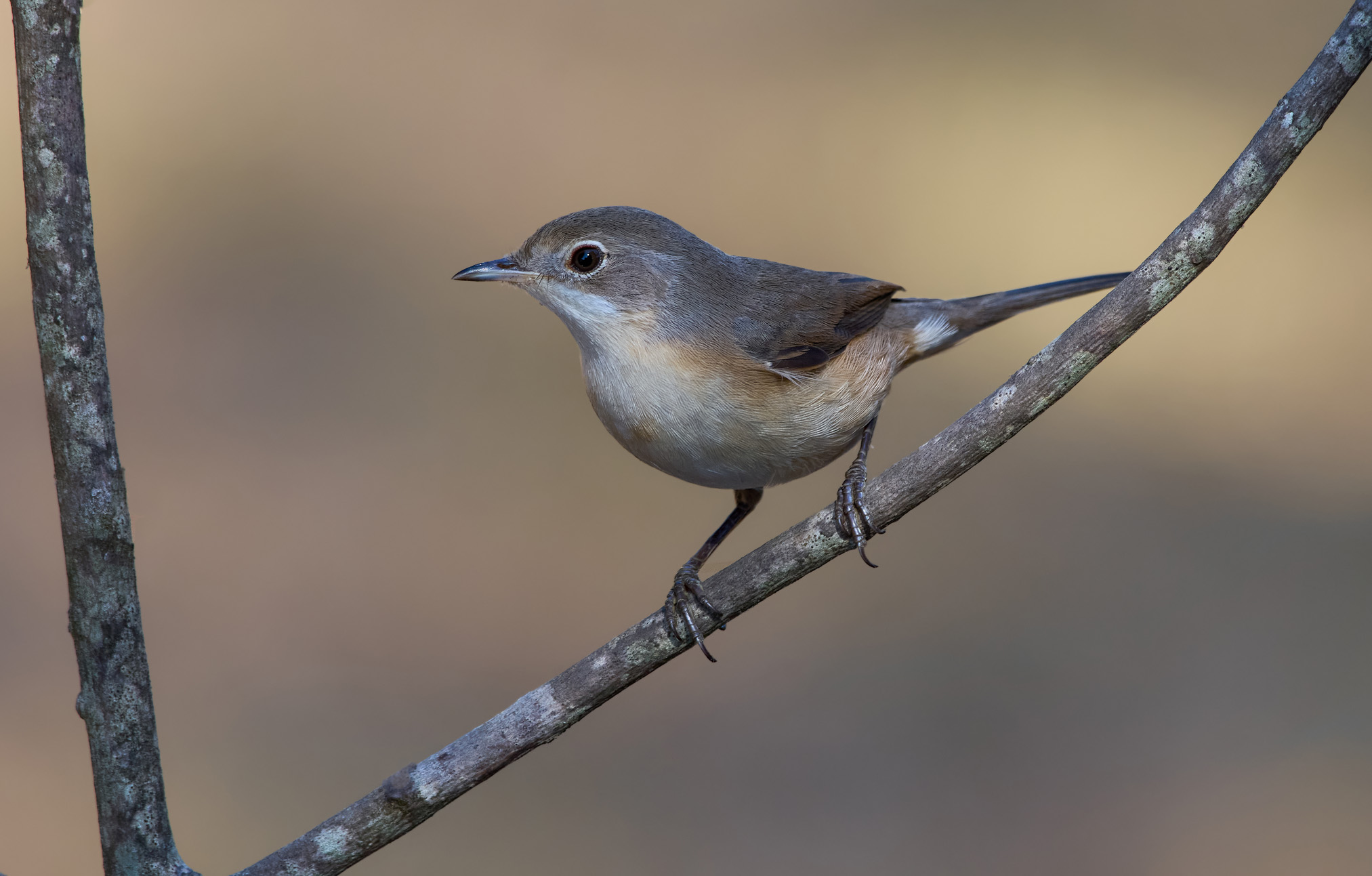 Parula dagli occhiali