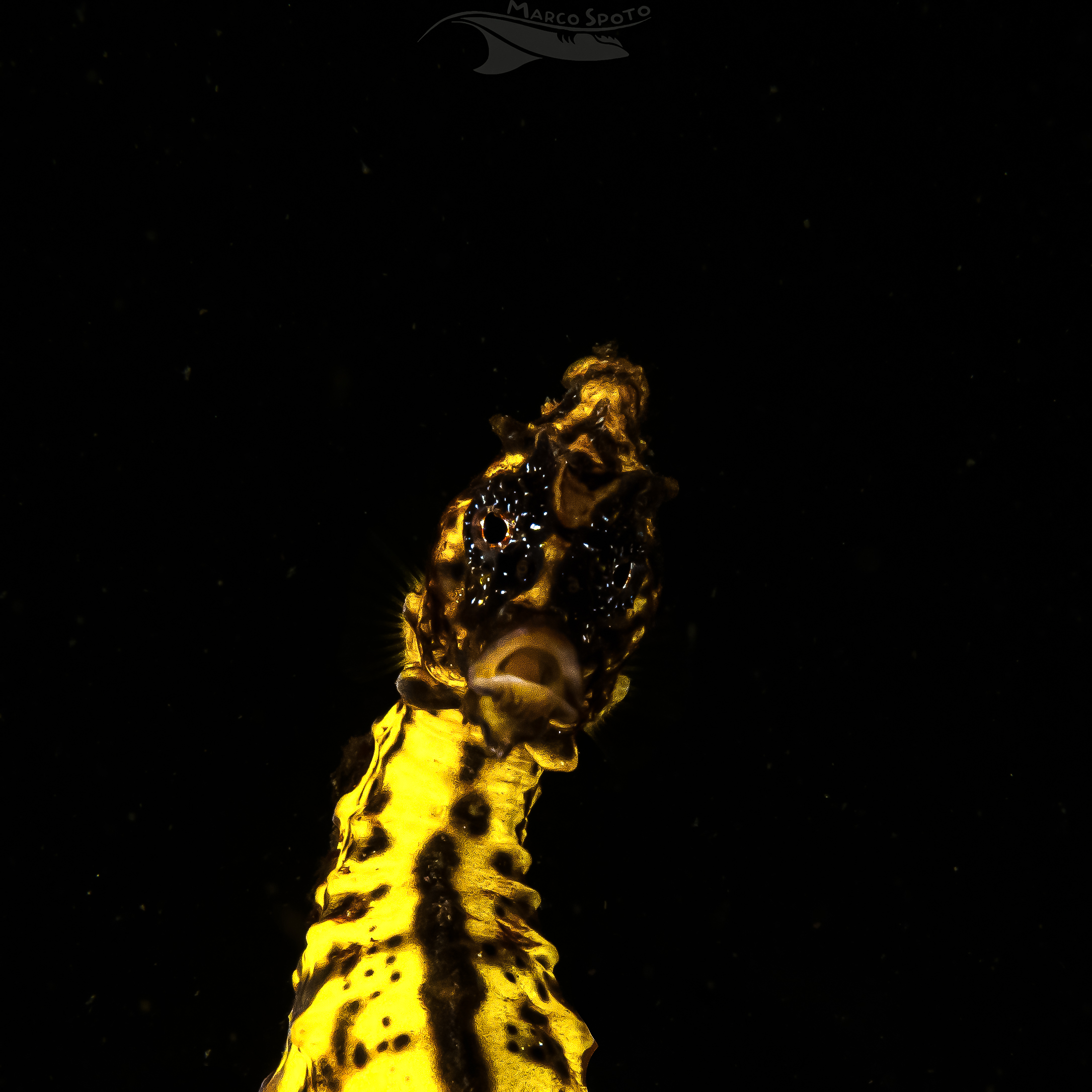 Hippocampus Reidi, Rio de Janeiro