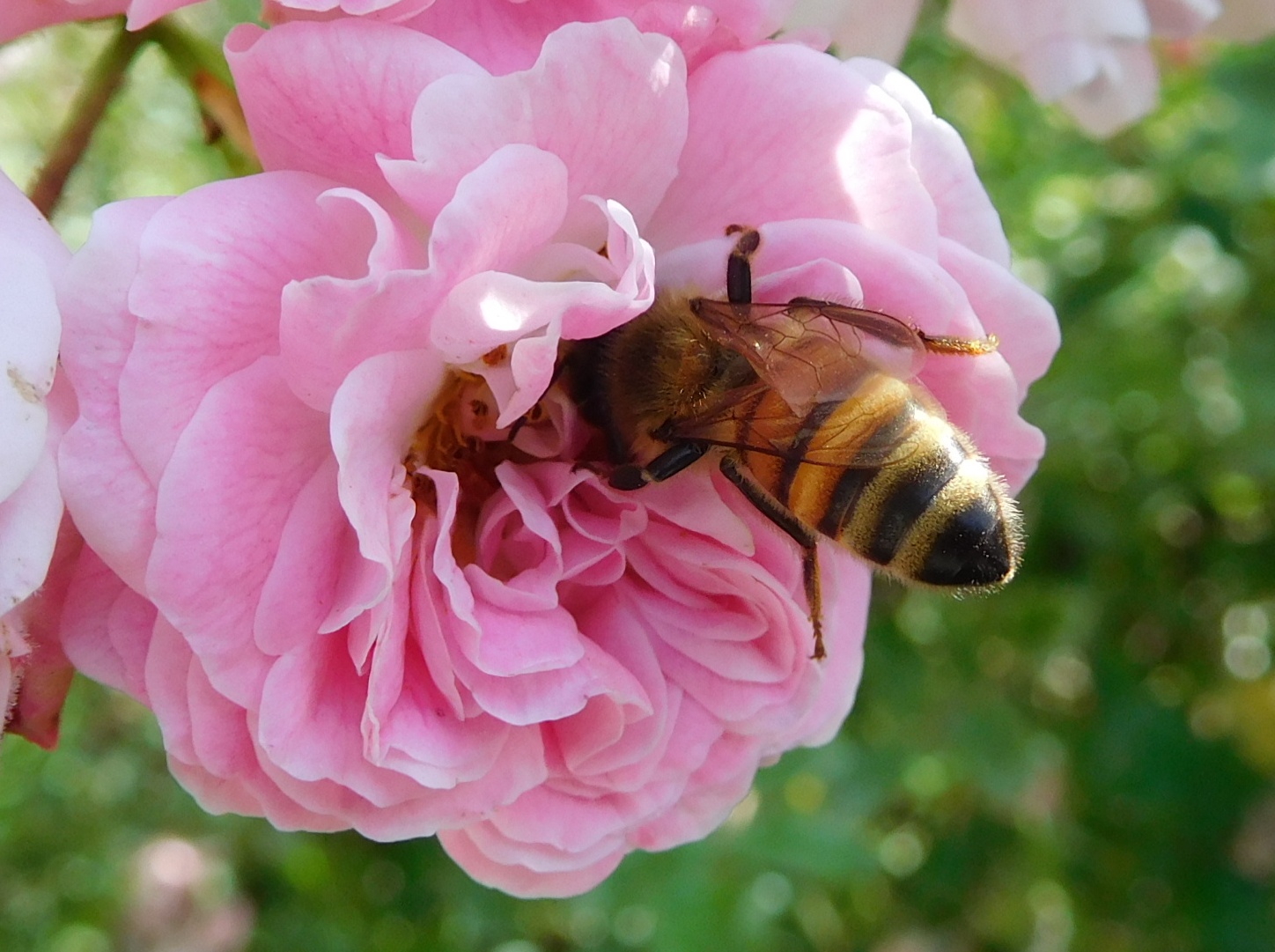 Last nectar before autumn
