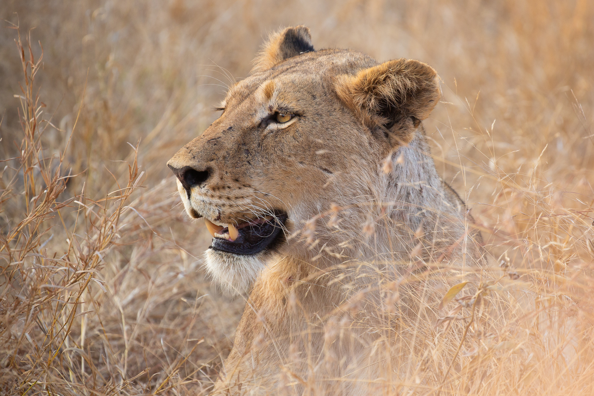 Ritratto di leonessa