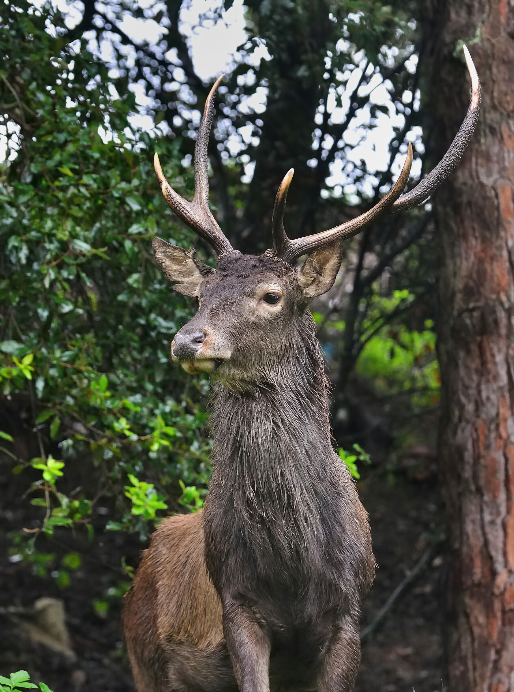 Face to face with the proud Sardinian deer