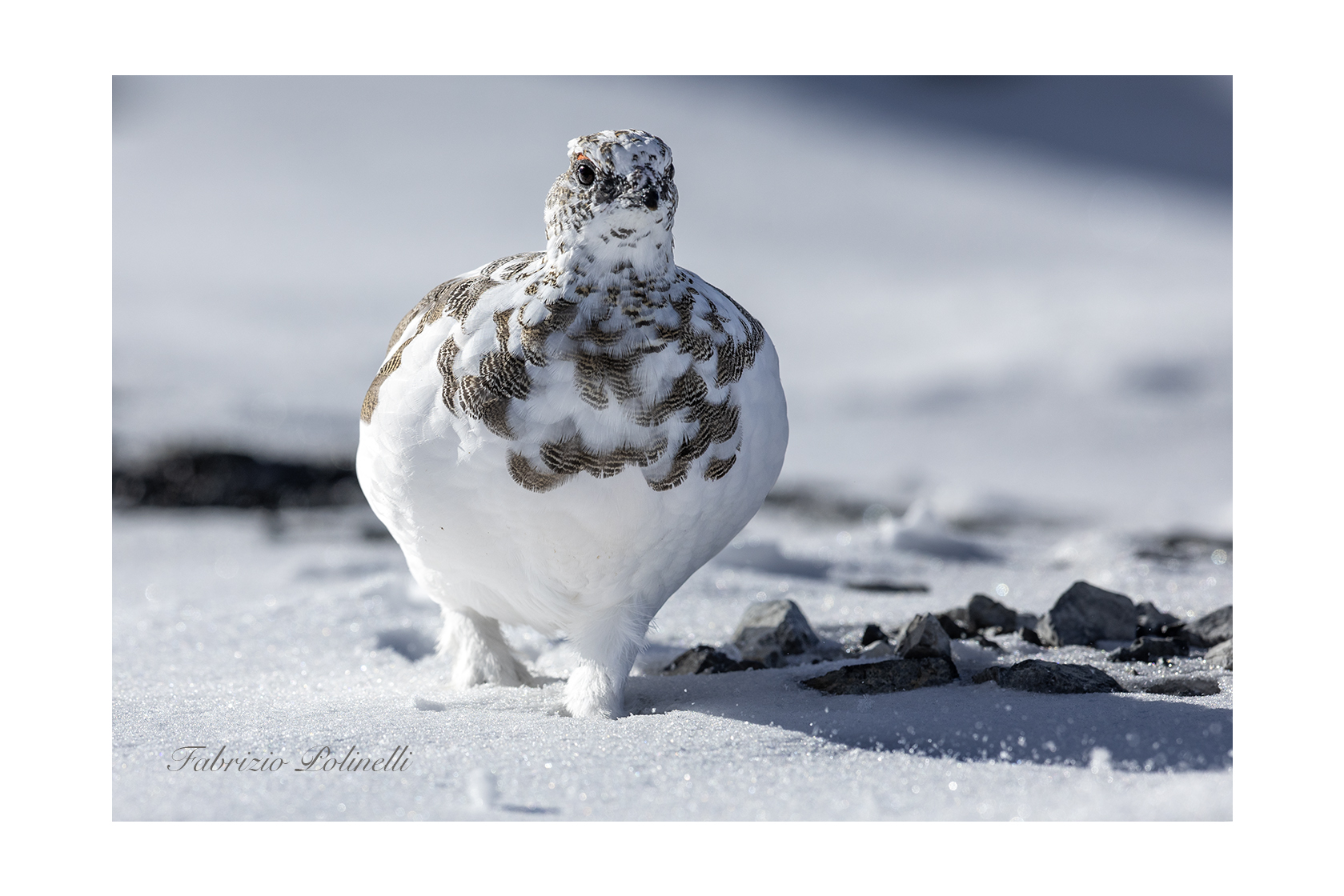 Ptarmigan