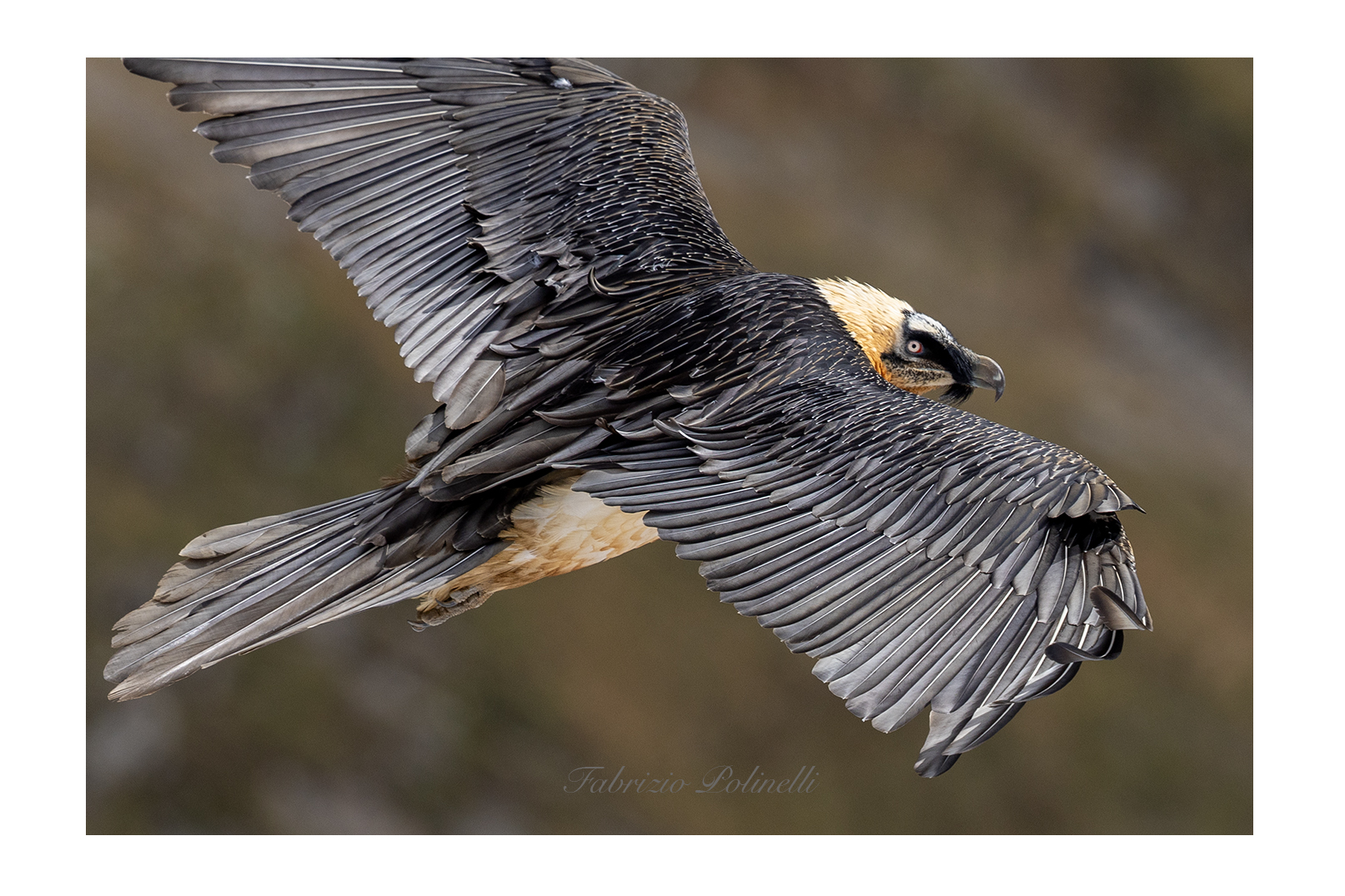 Adult bearded vulture