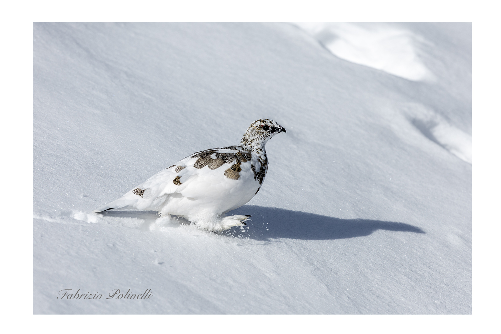 Ptarmigan