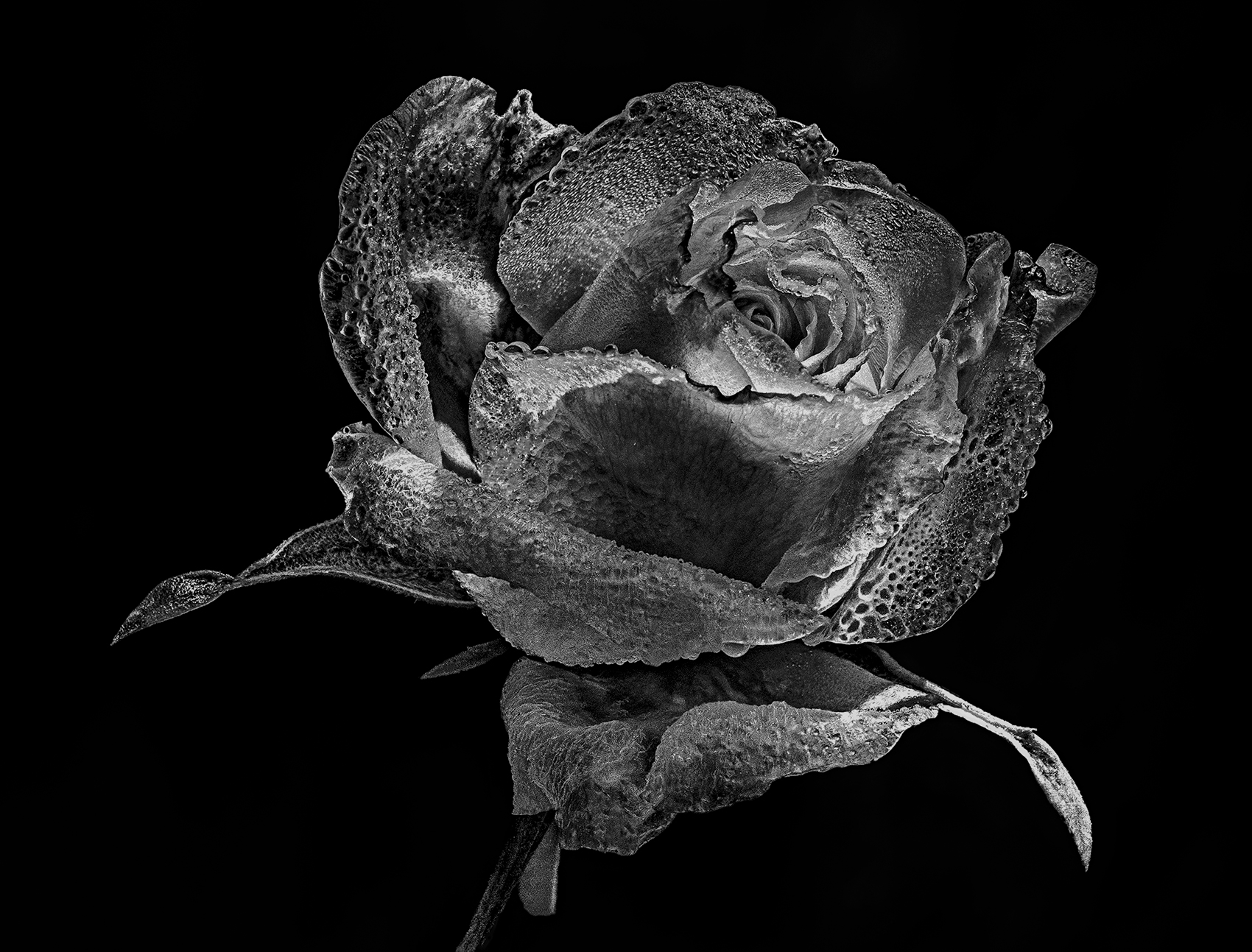 Completely frozen rose