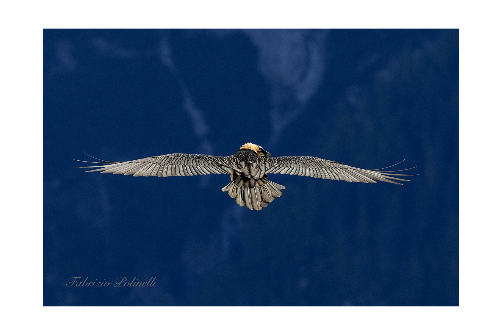 Adult bearded vulture