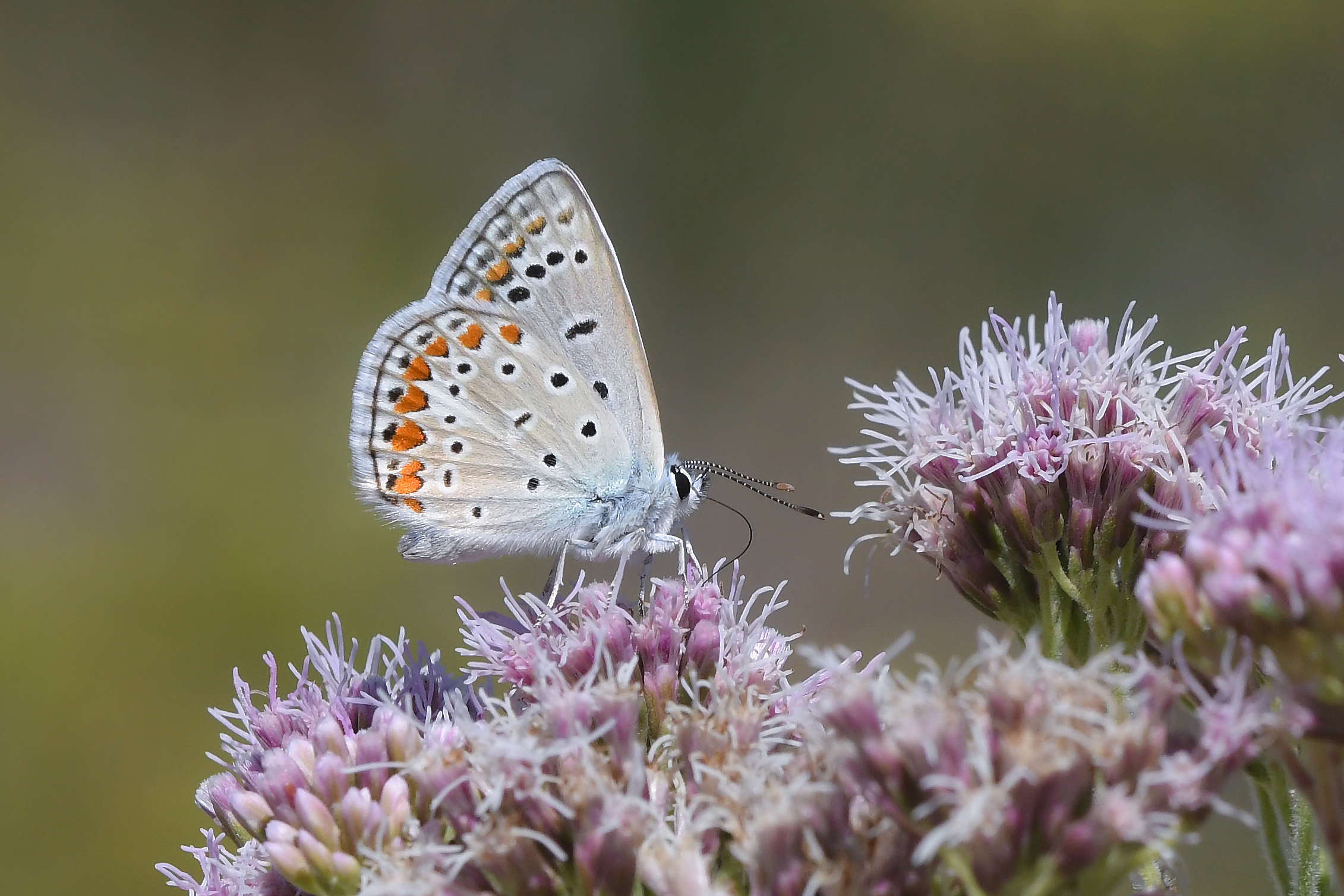 Polyommatus icarus
