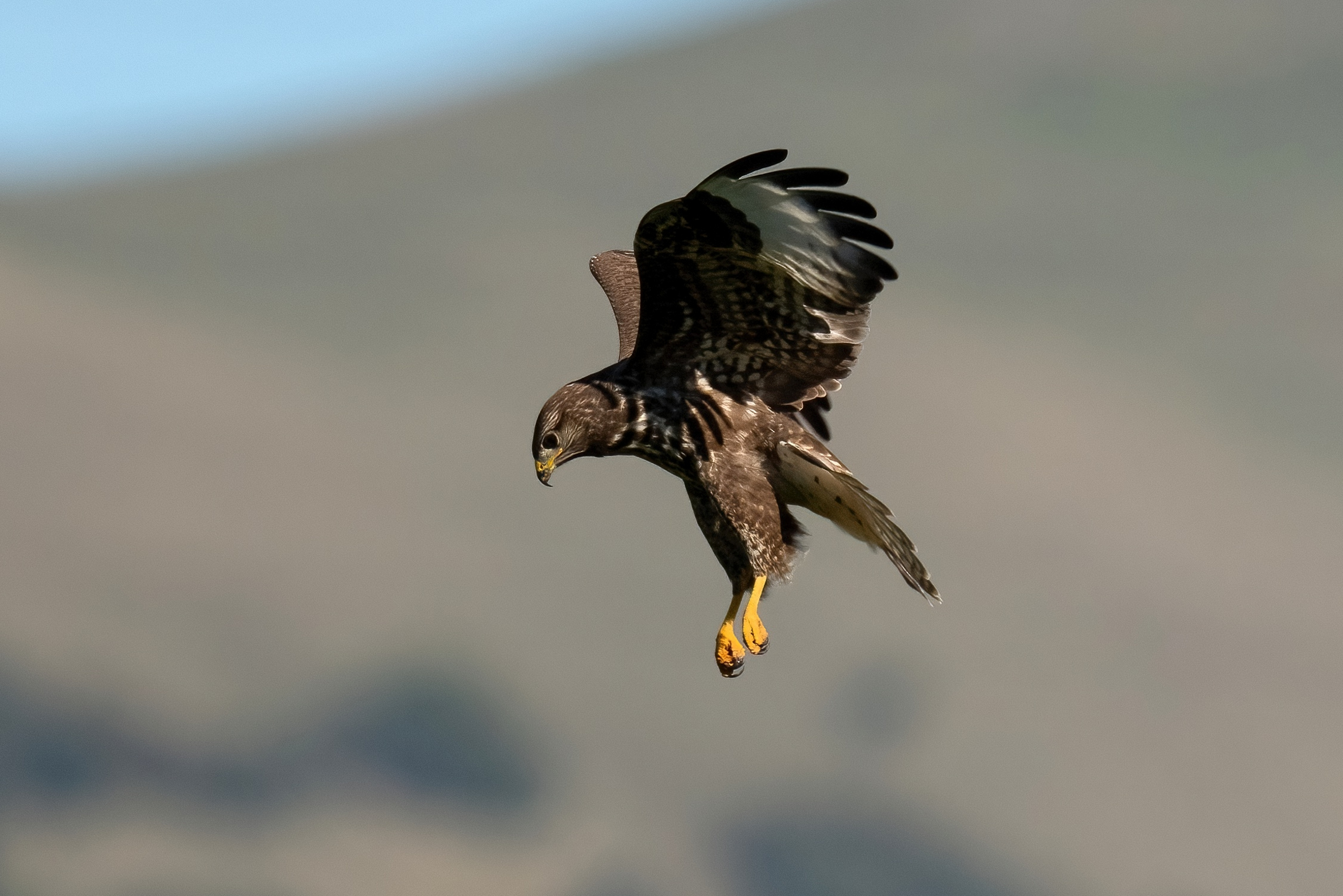 Hovering buzzard