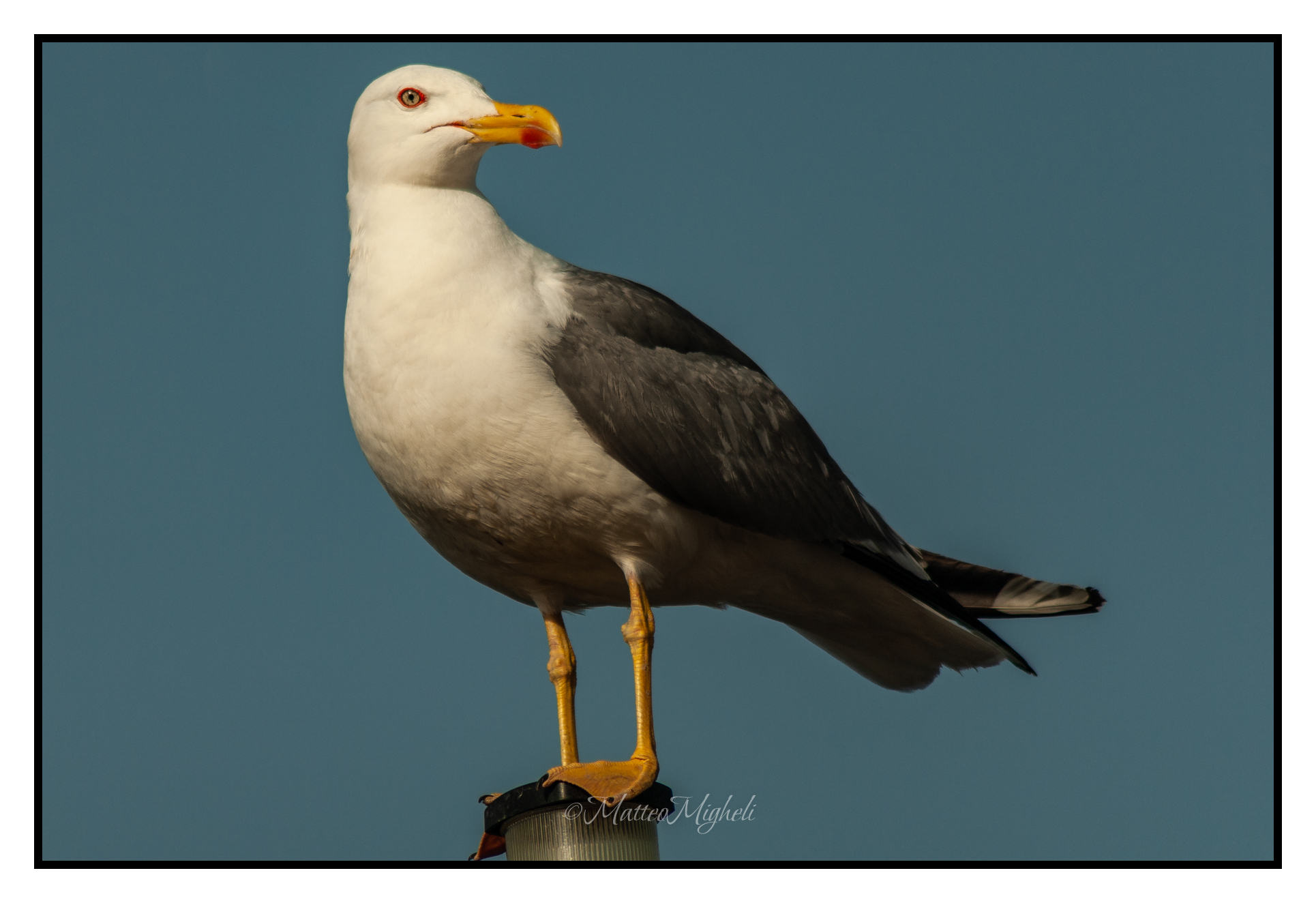 Seagull posing