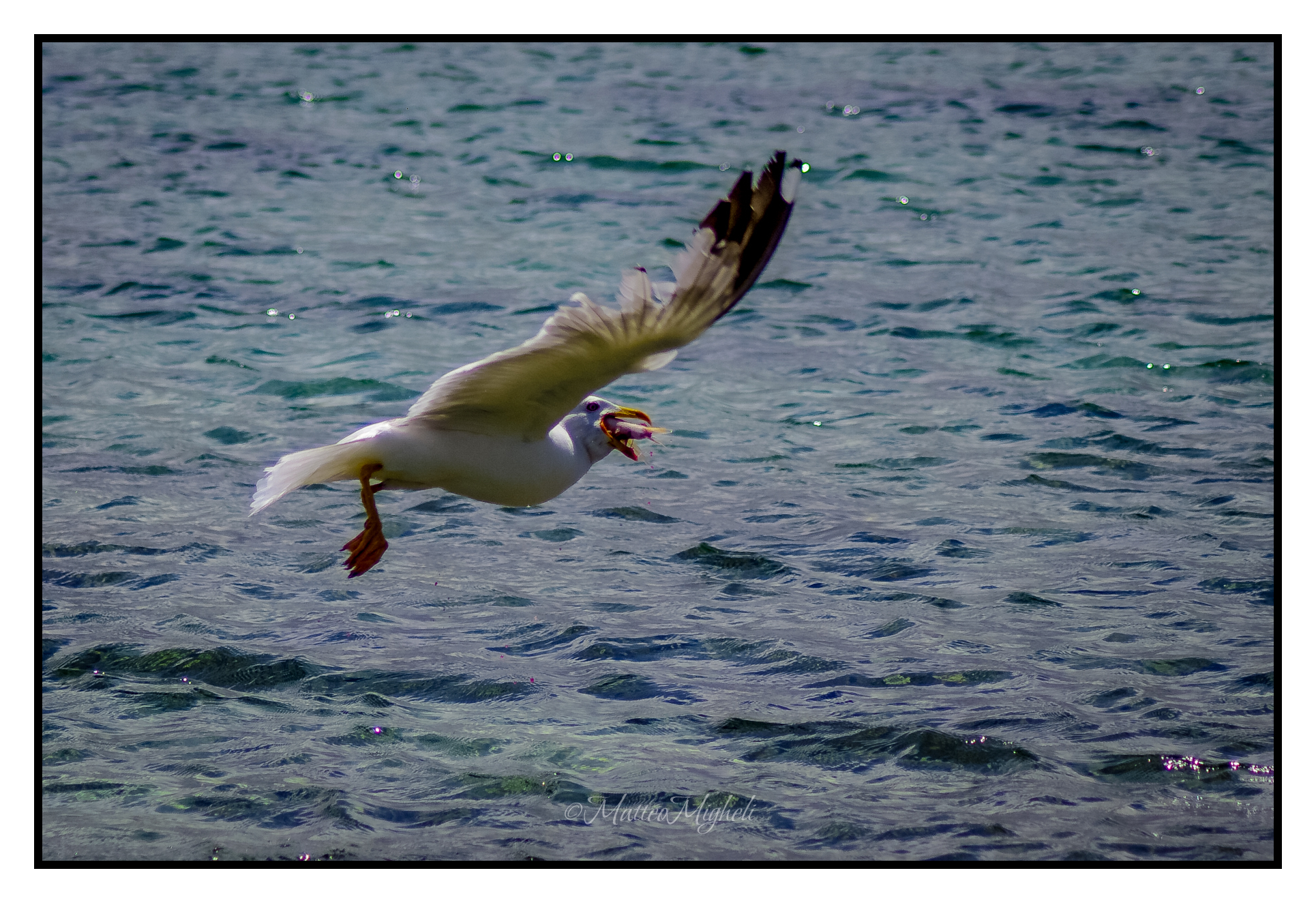 Seagull hunting fish