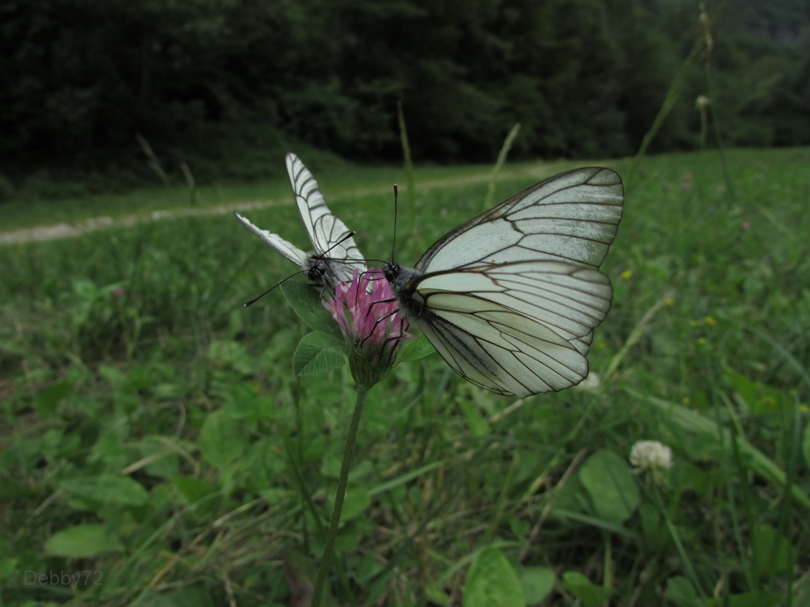 Due farfalle che si corteggiano