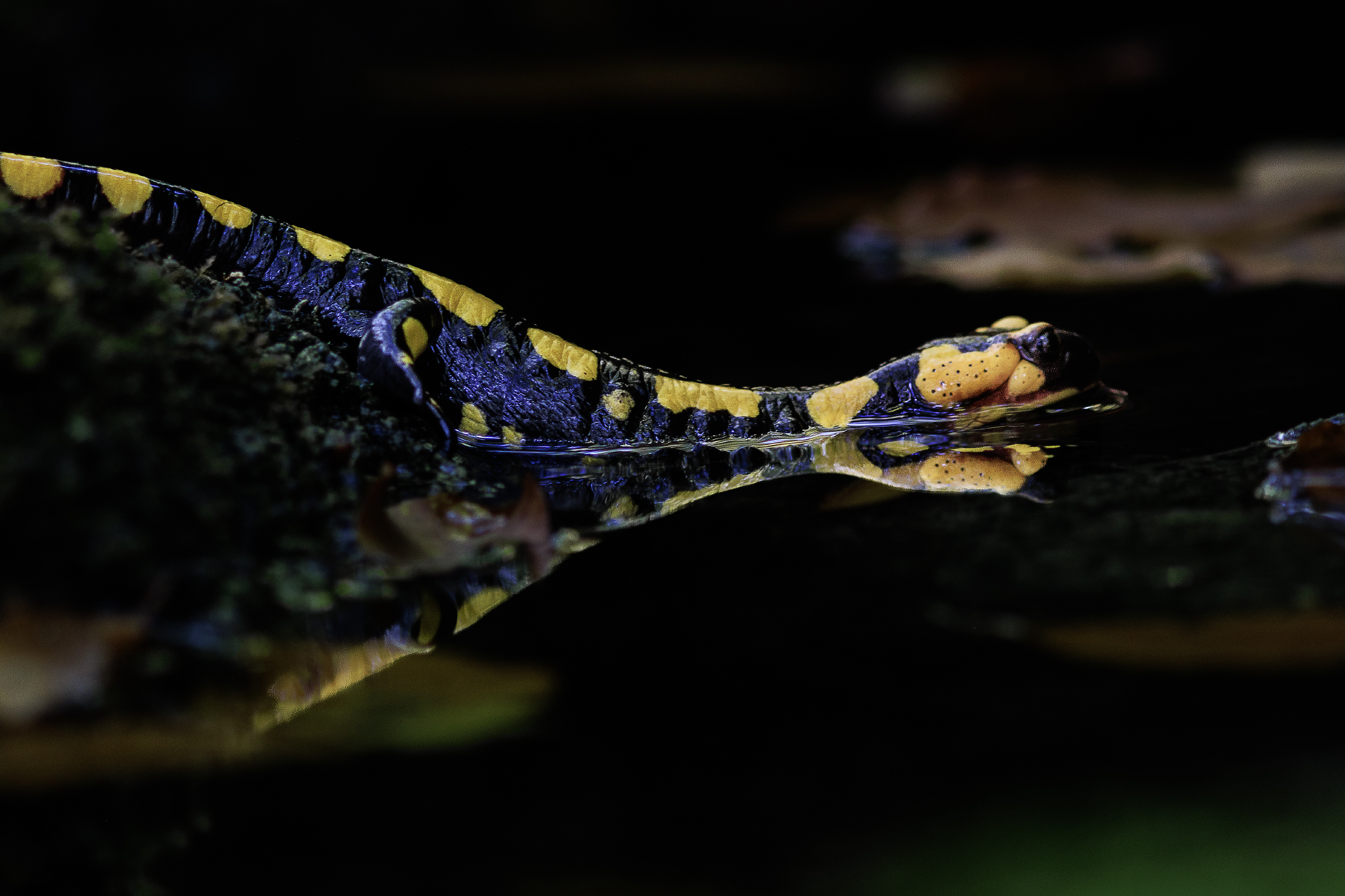 Salamandra pezzata 1