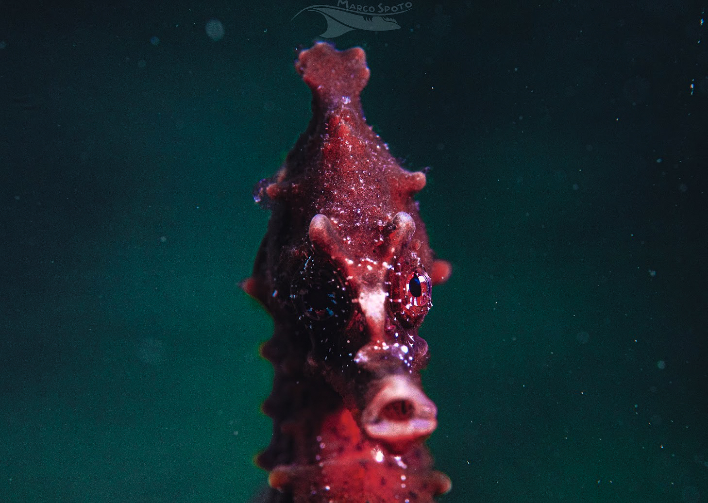 Hippocampus guttulatus, Taranto