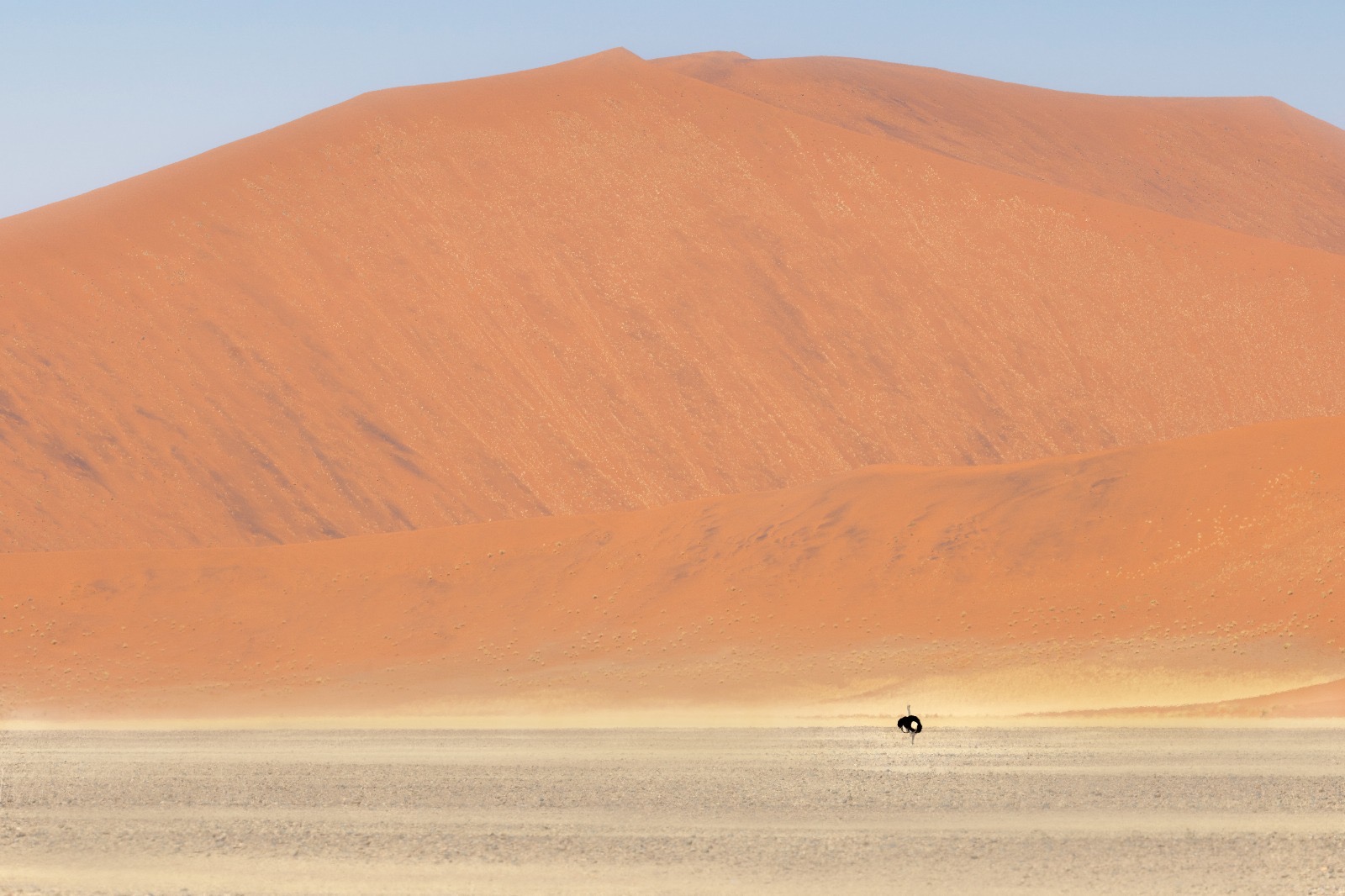 An ostrich in the desert