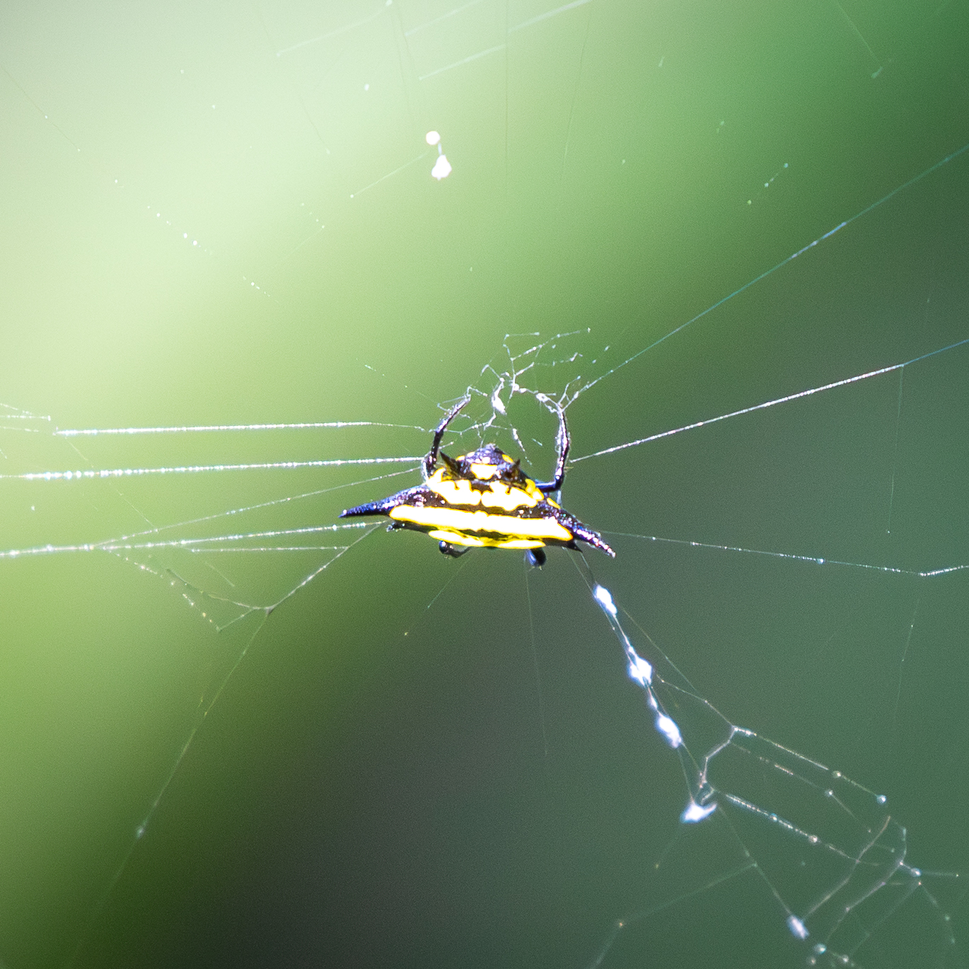 Spiny spider mite