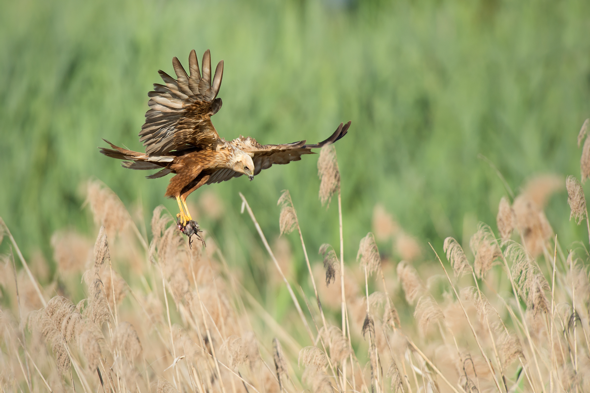 Marsh Harrier with prey