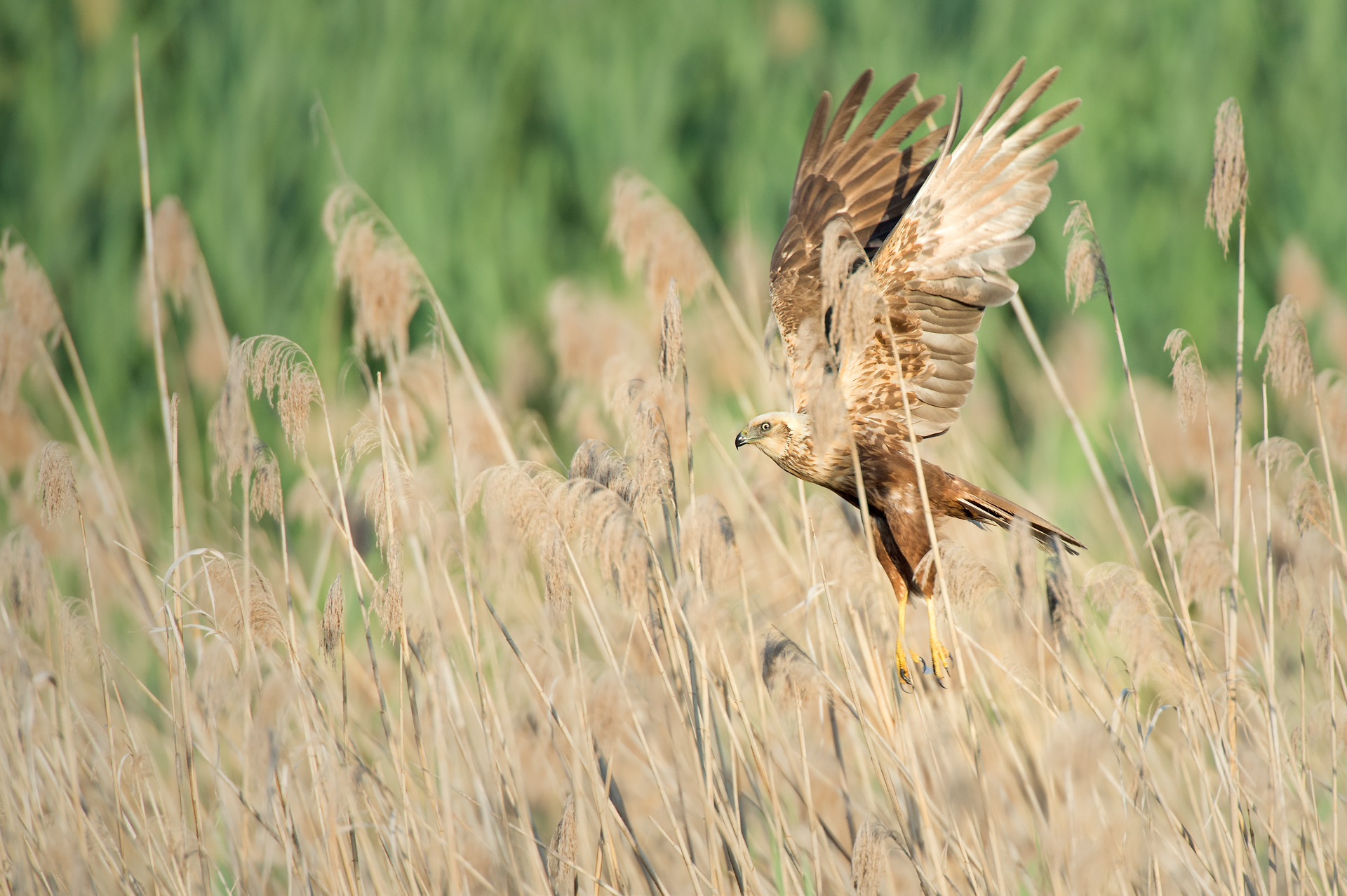 Marsh Harrier