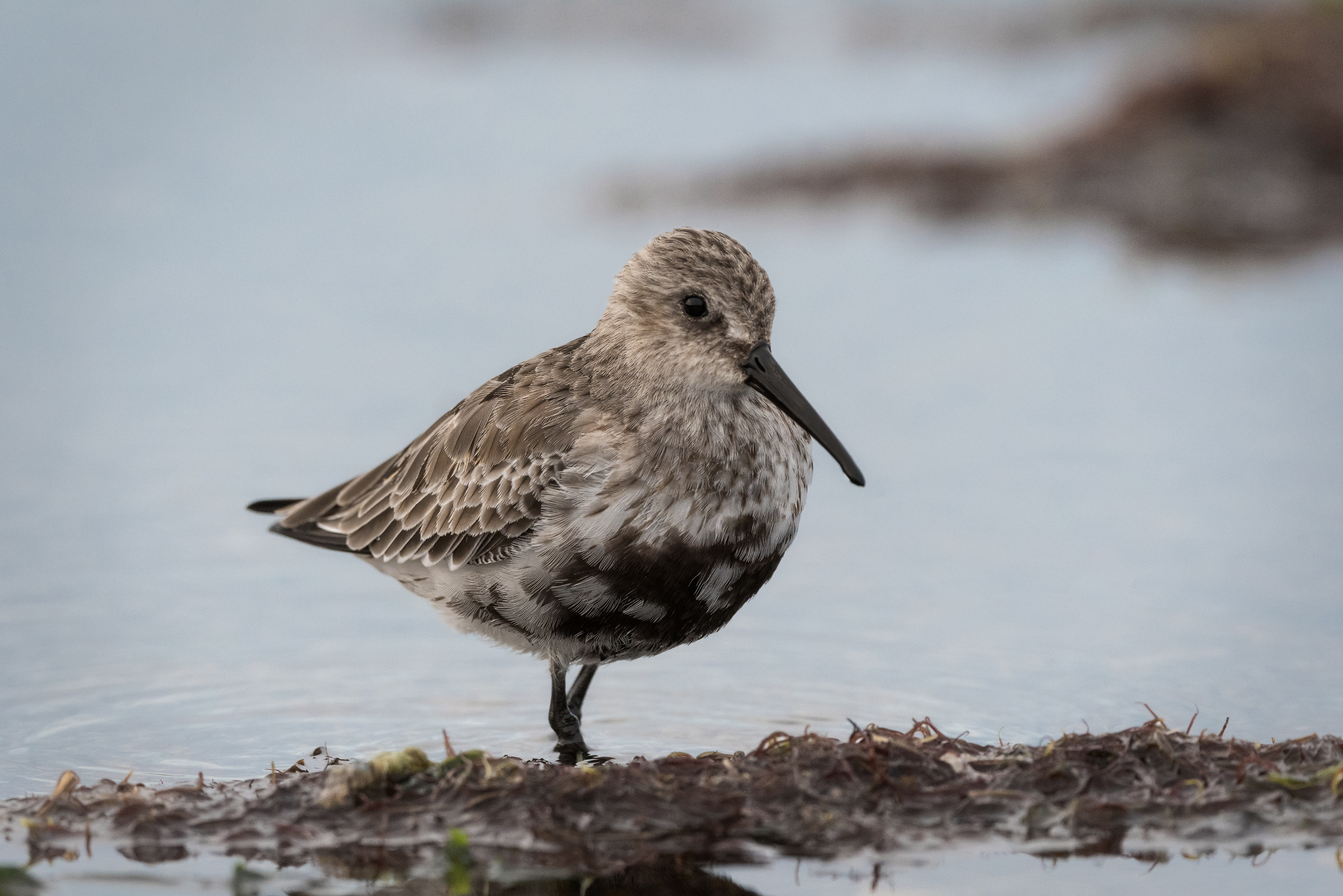 Dunlin