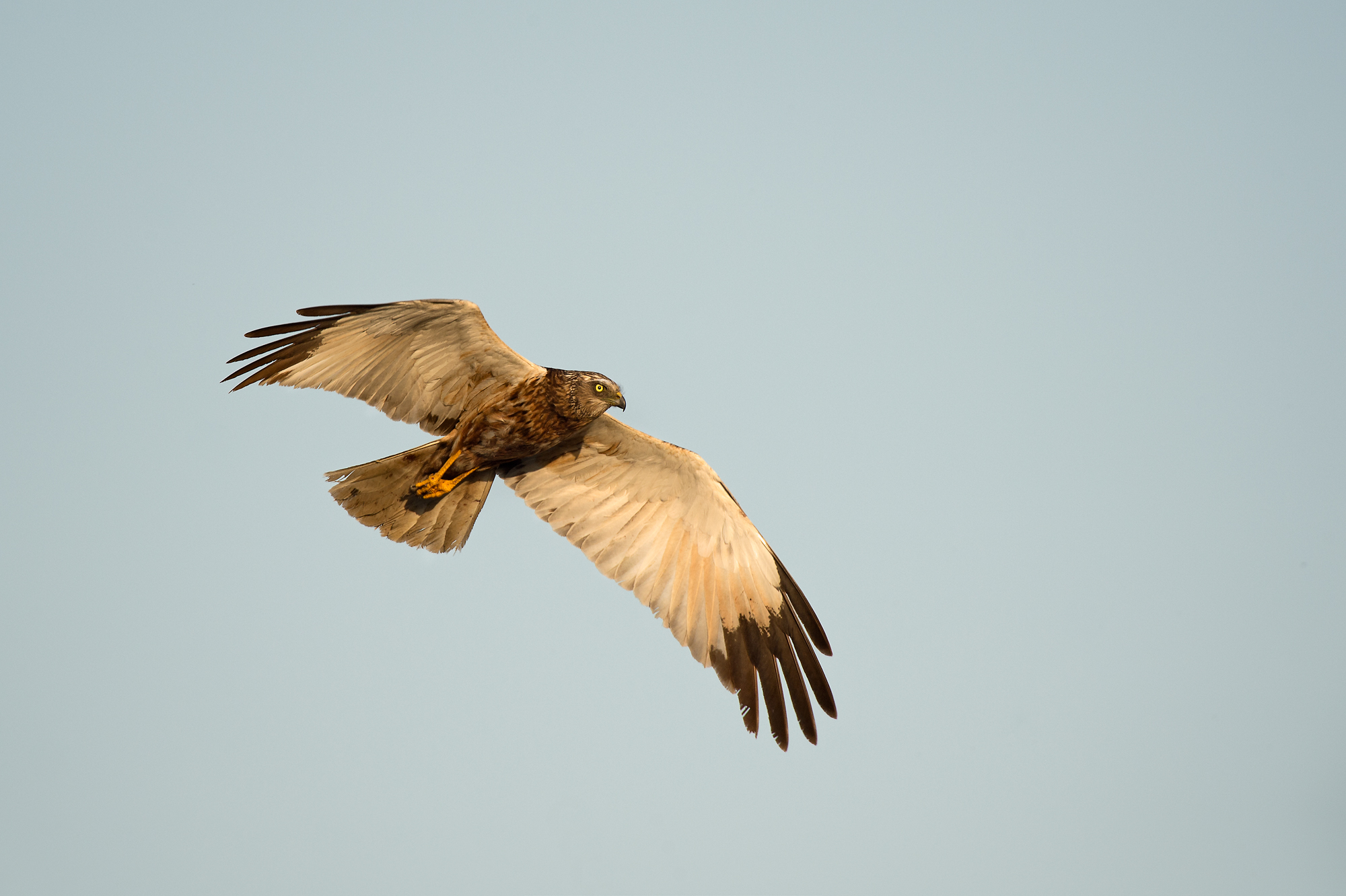 Marsh Harrier male