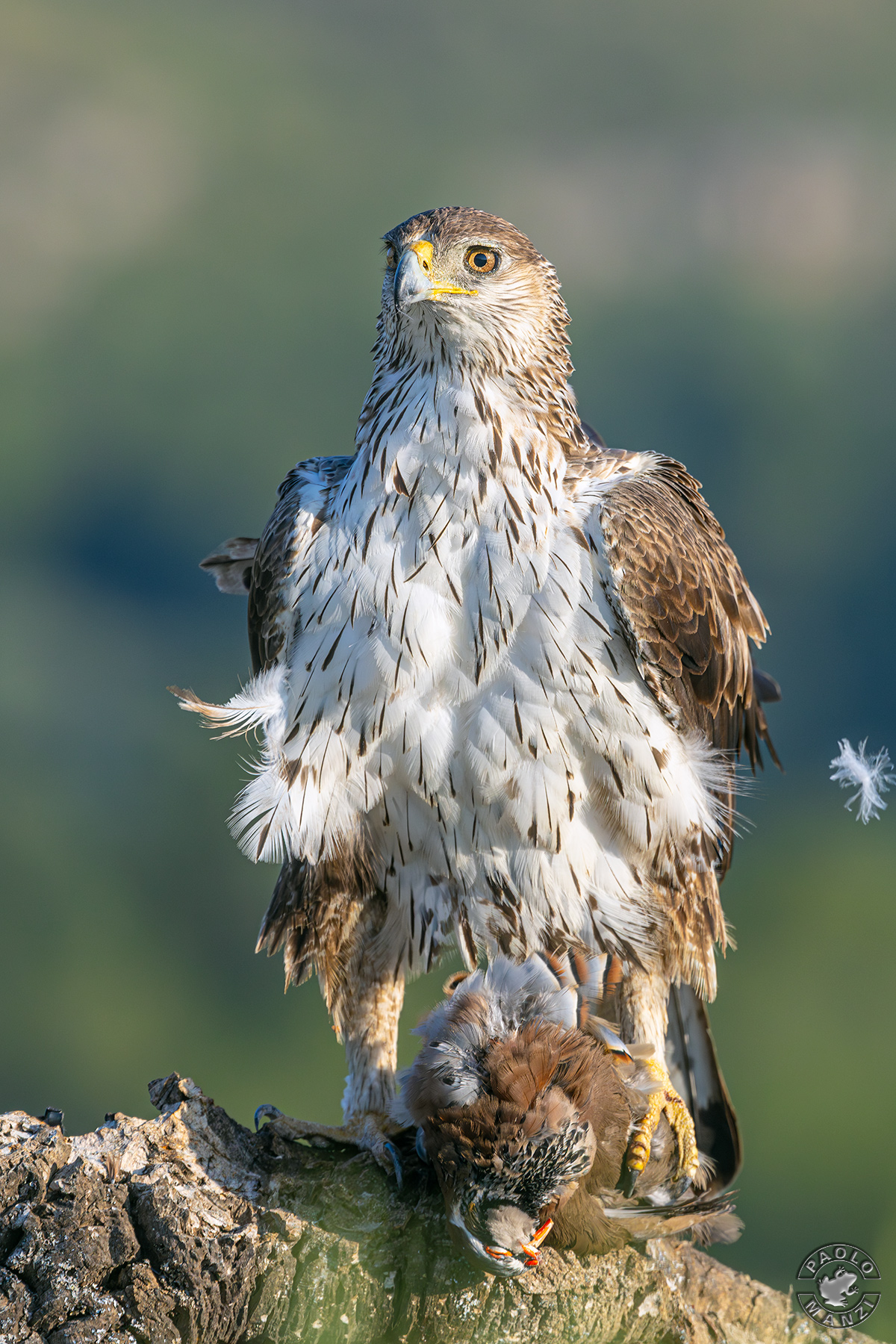 Bonelli's Eagle