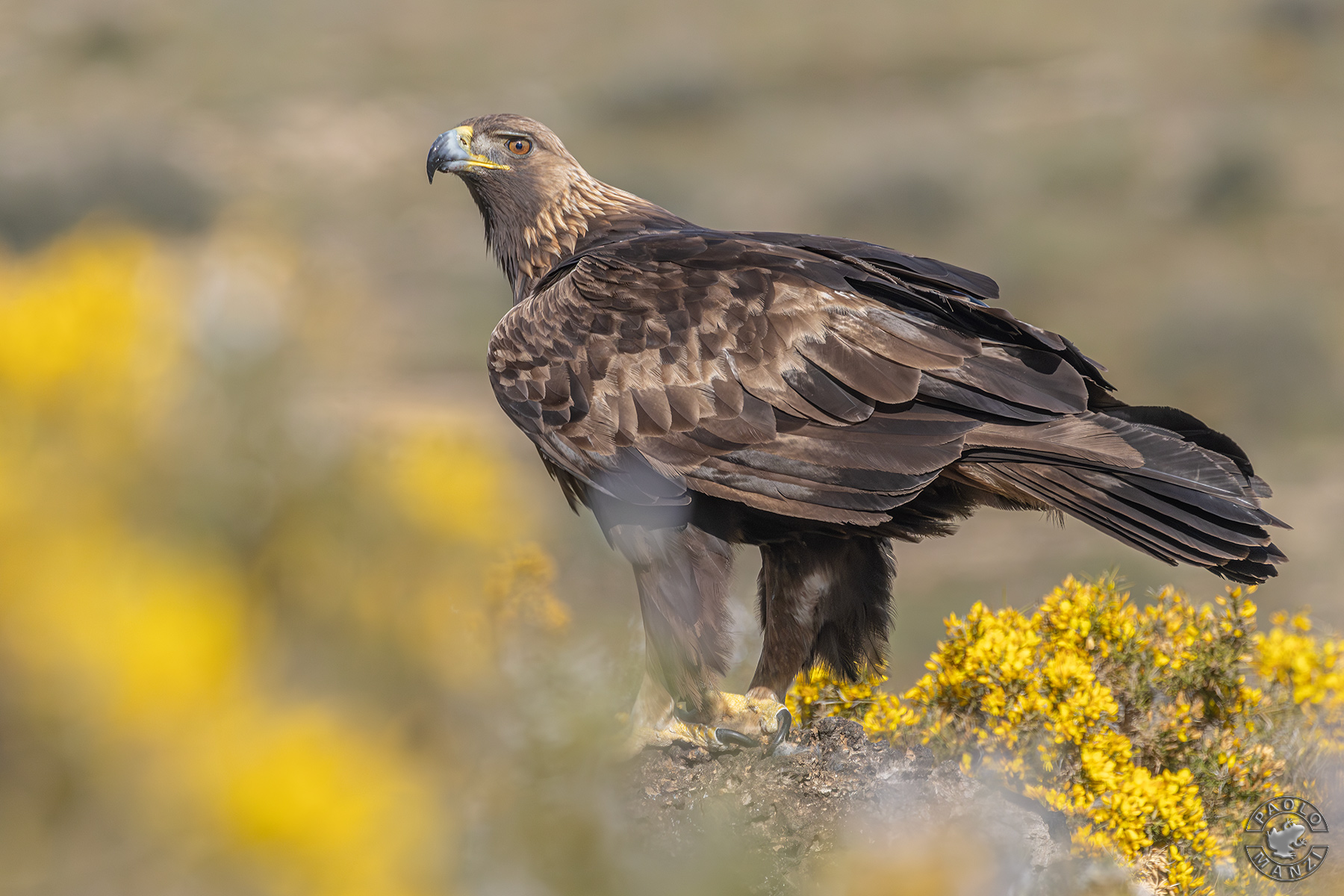 Golden eagle