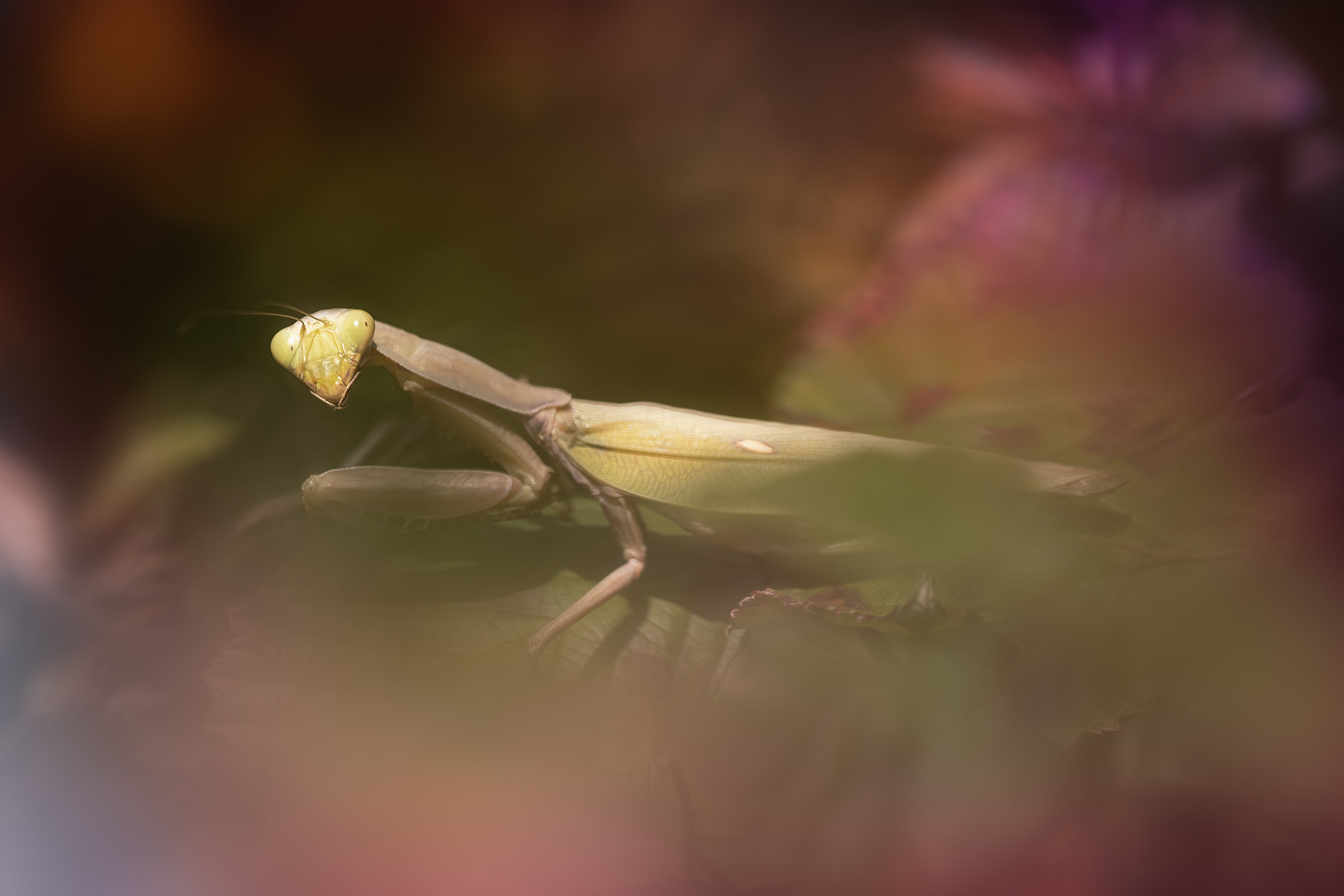 Hierodula tenuidentata