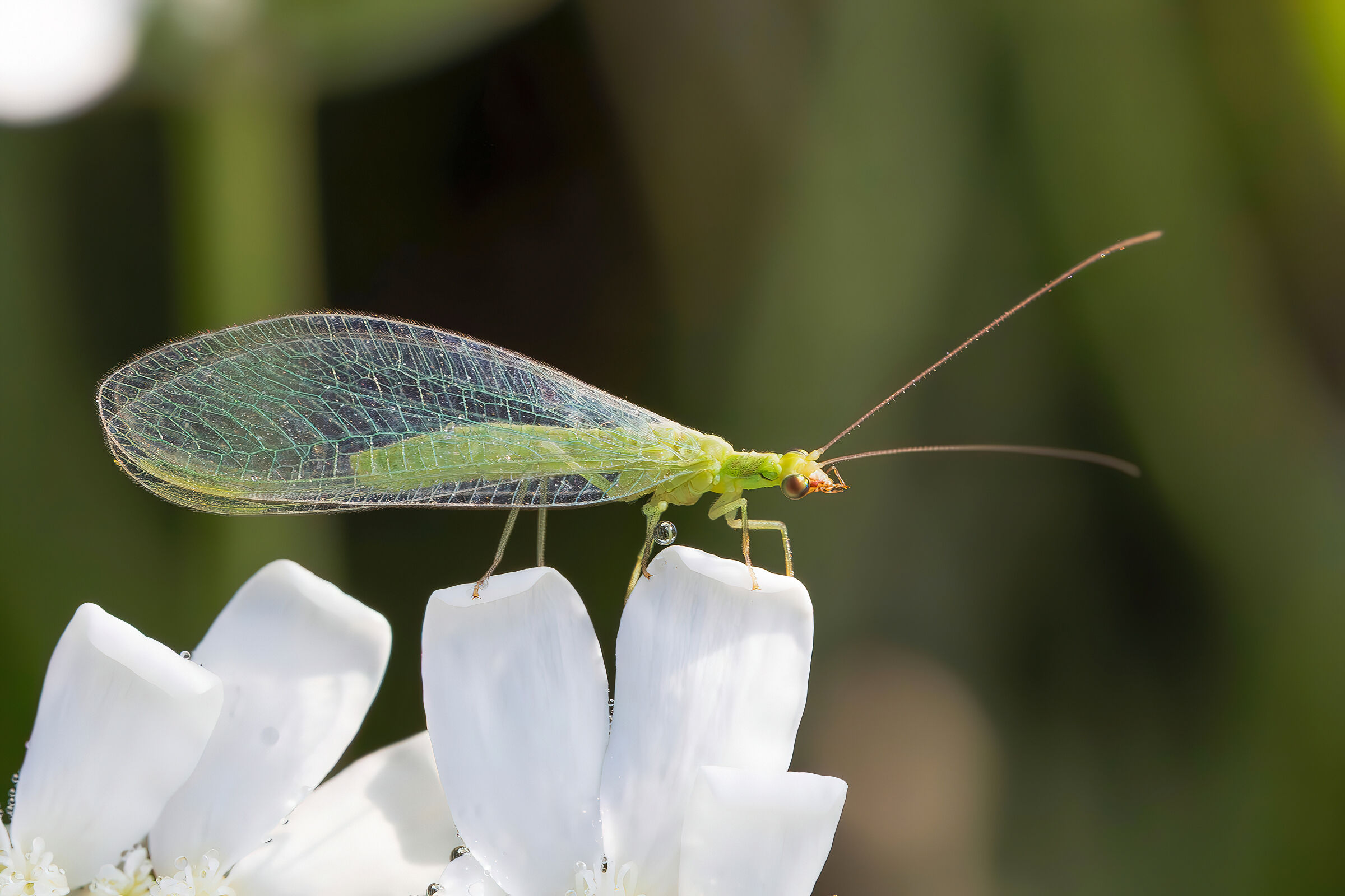 Chrysoperla sp. z o.o.