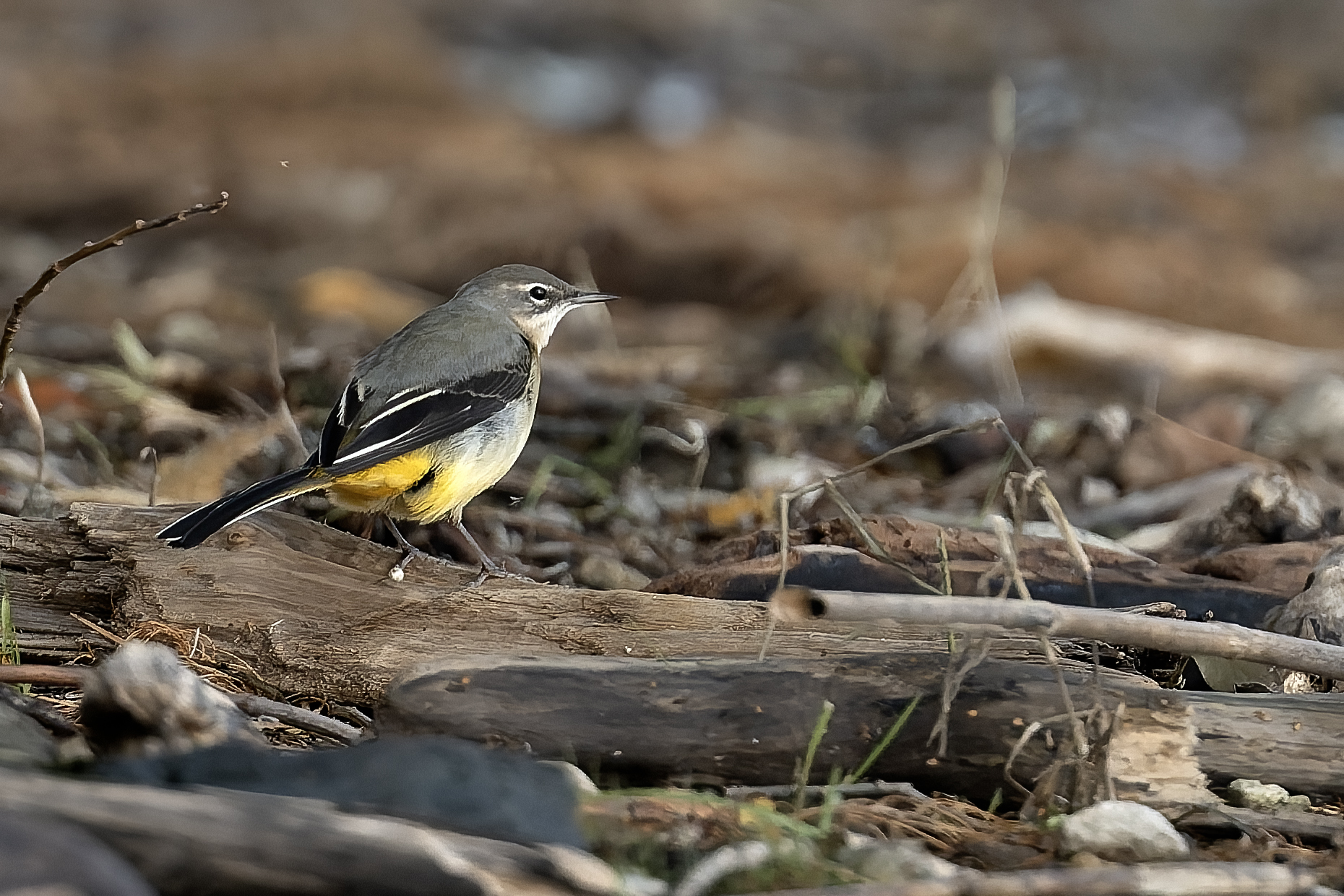 Yellow Wagtail in Punta Vevera (Arona)