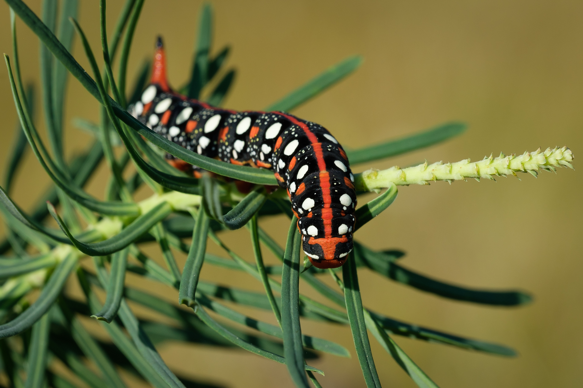Primi bruchi della Sfinge