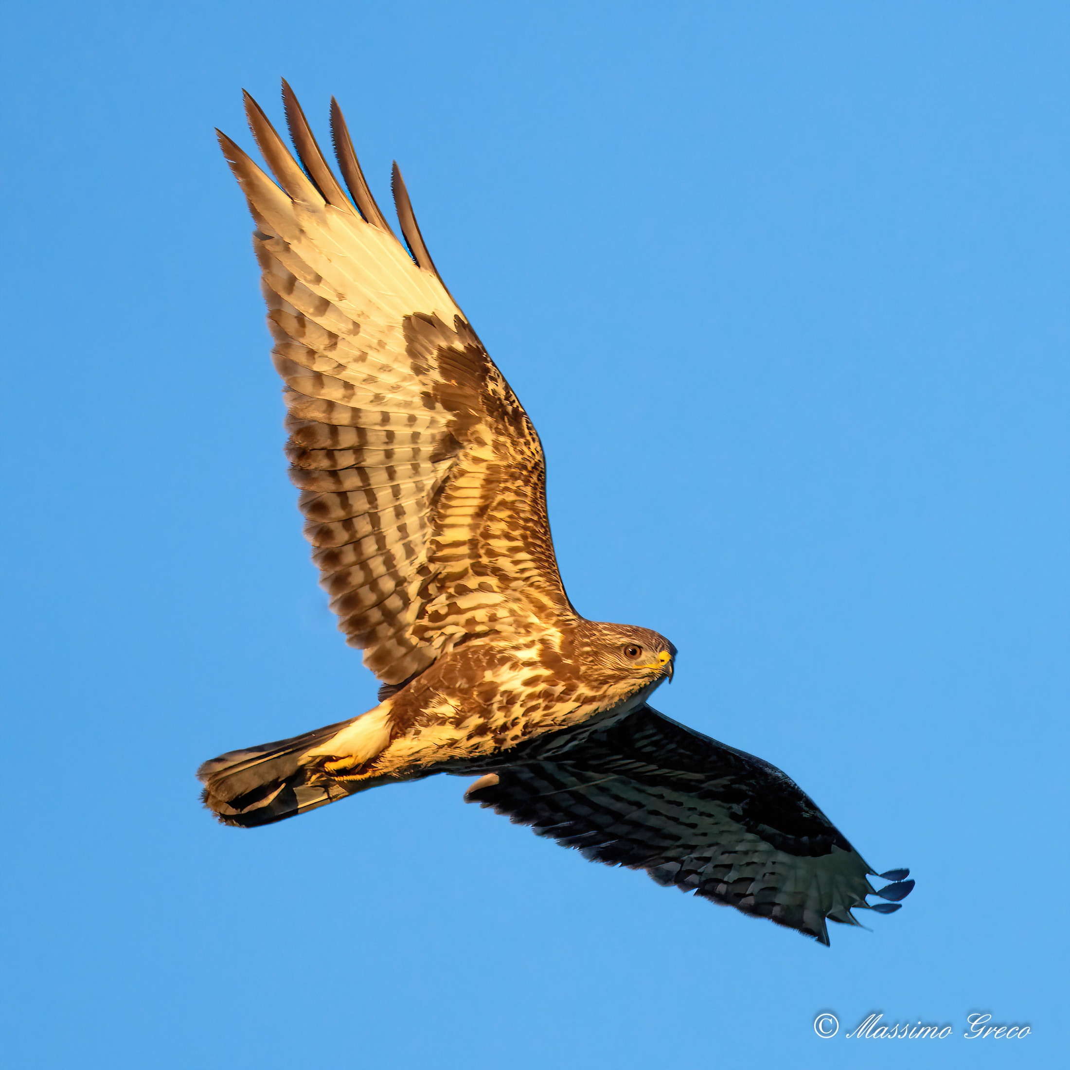 Poiana (Buteo buteo)