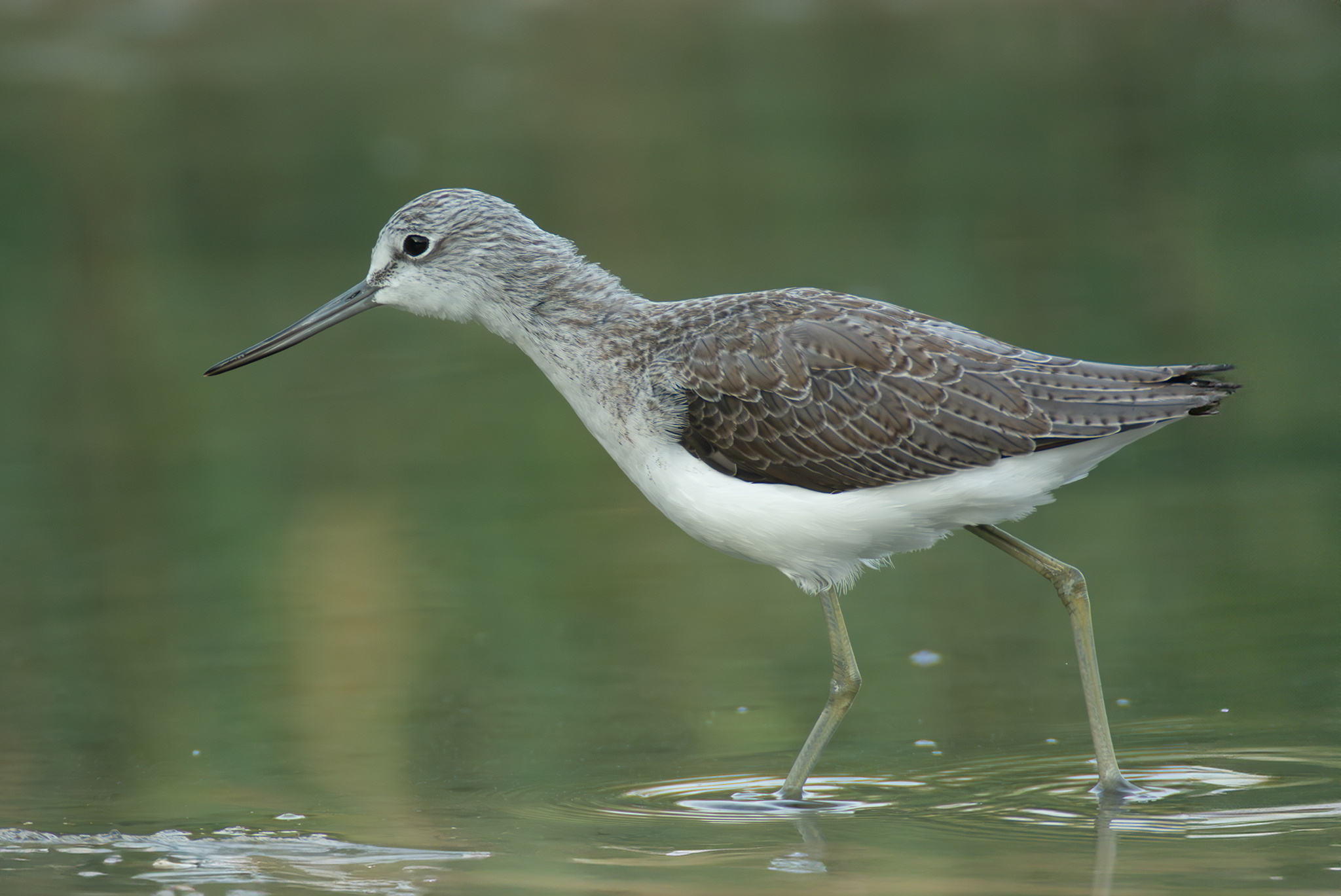Greenshank