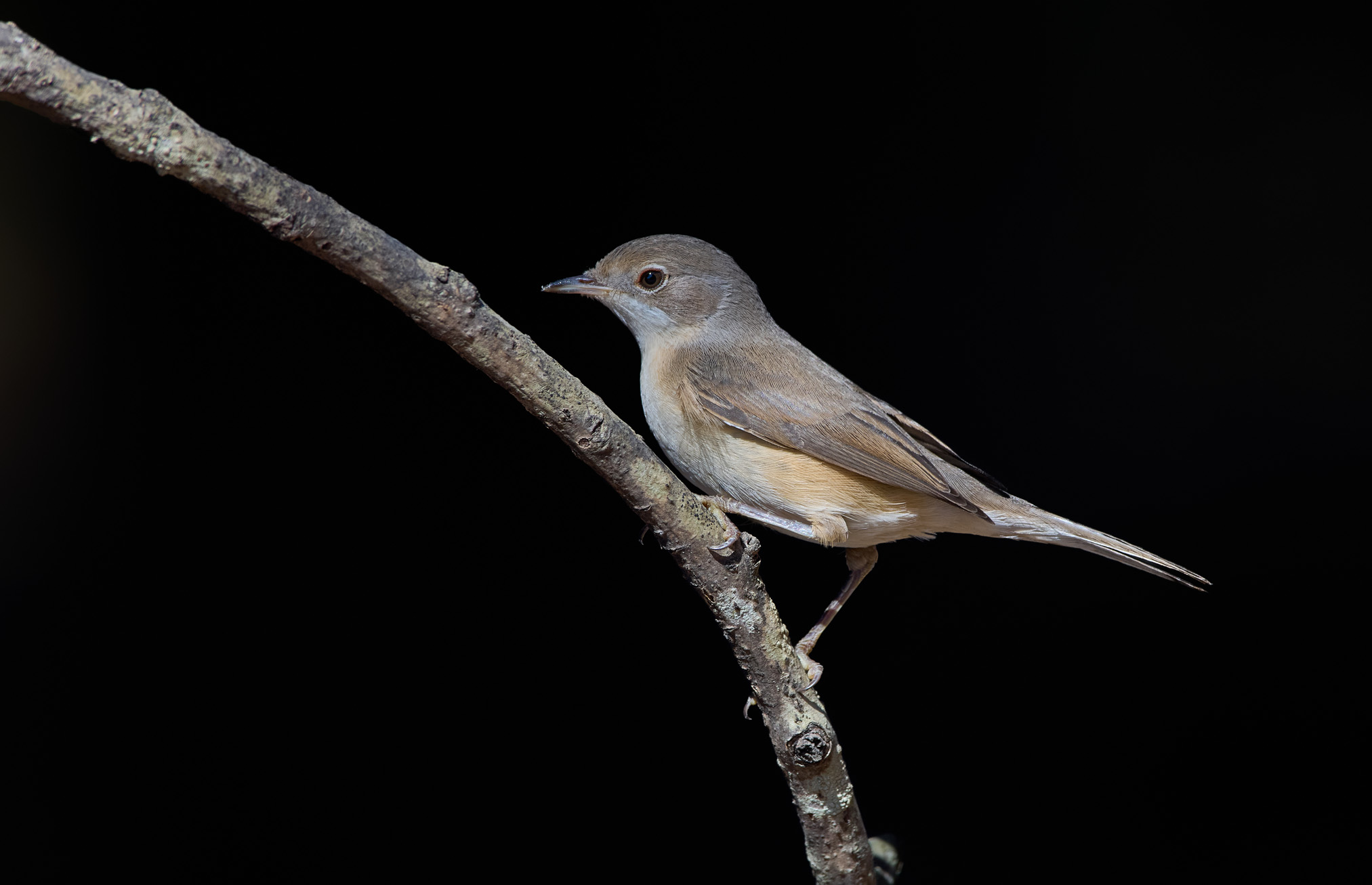 Parula dagli occhiali