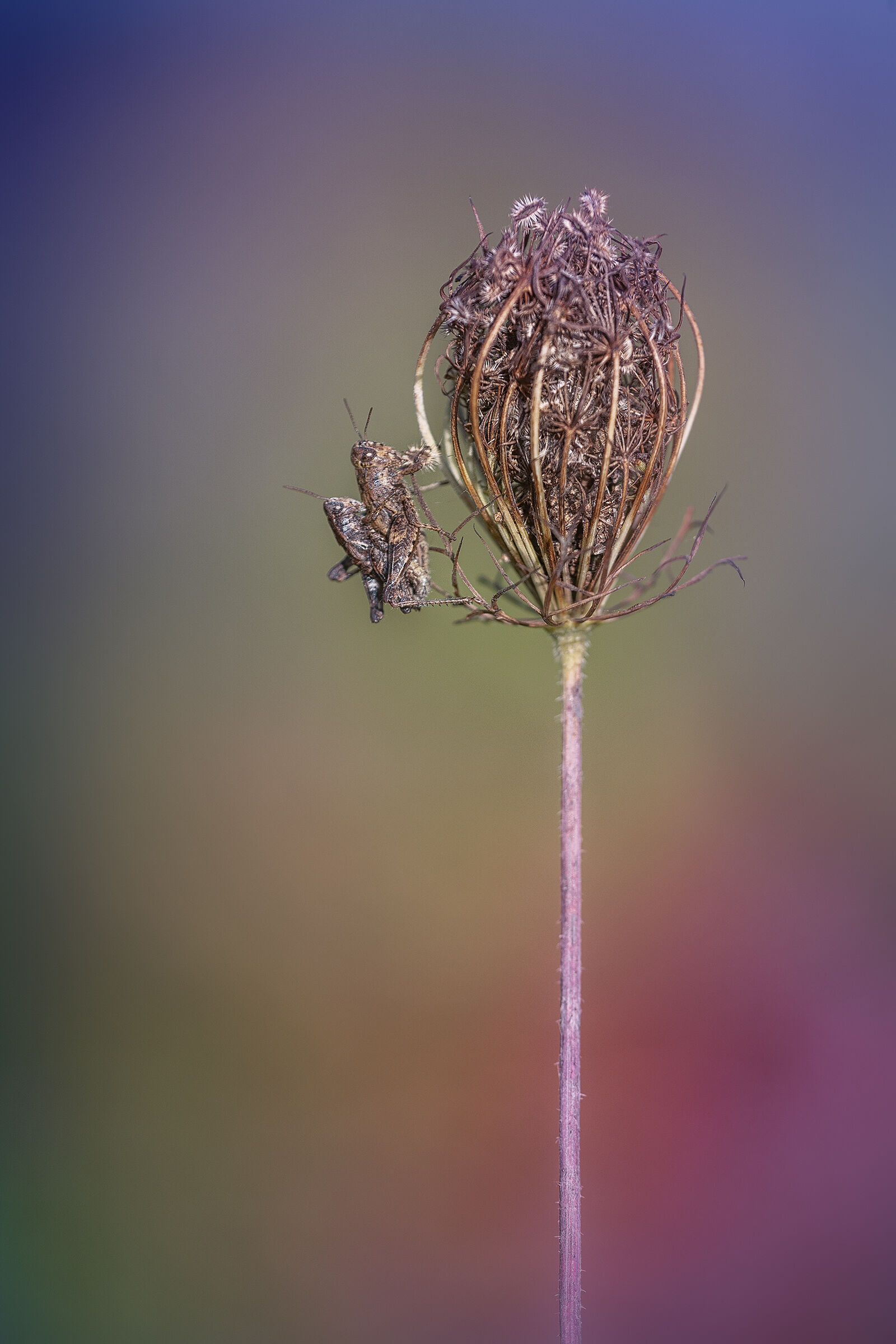 Pezotettix giornae - copula