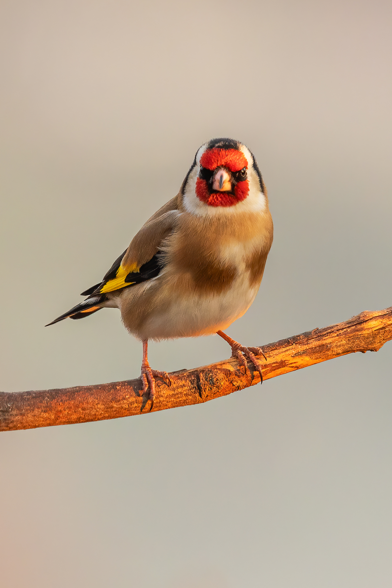 Goldfinch