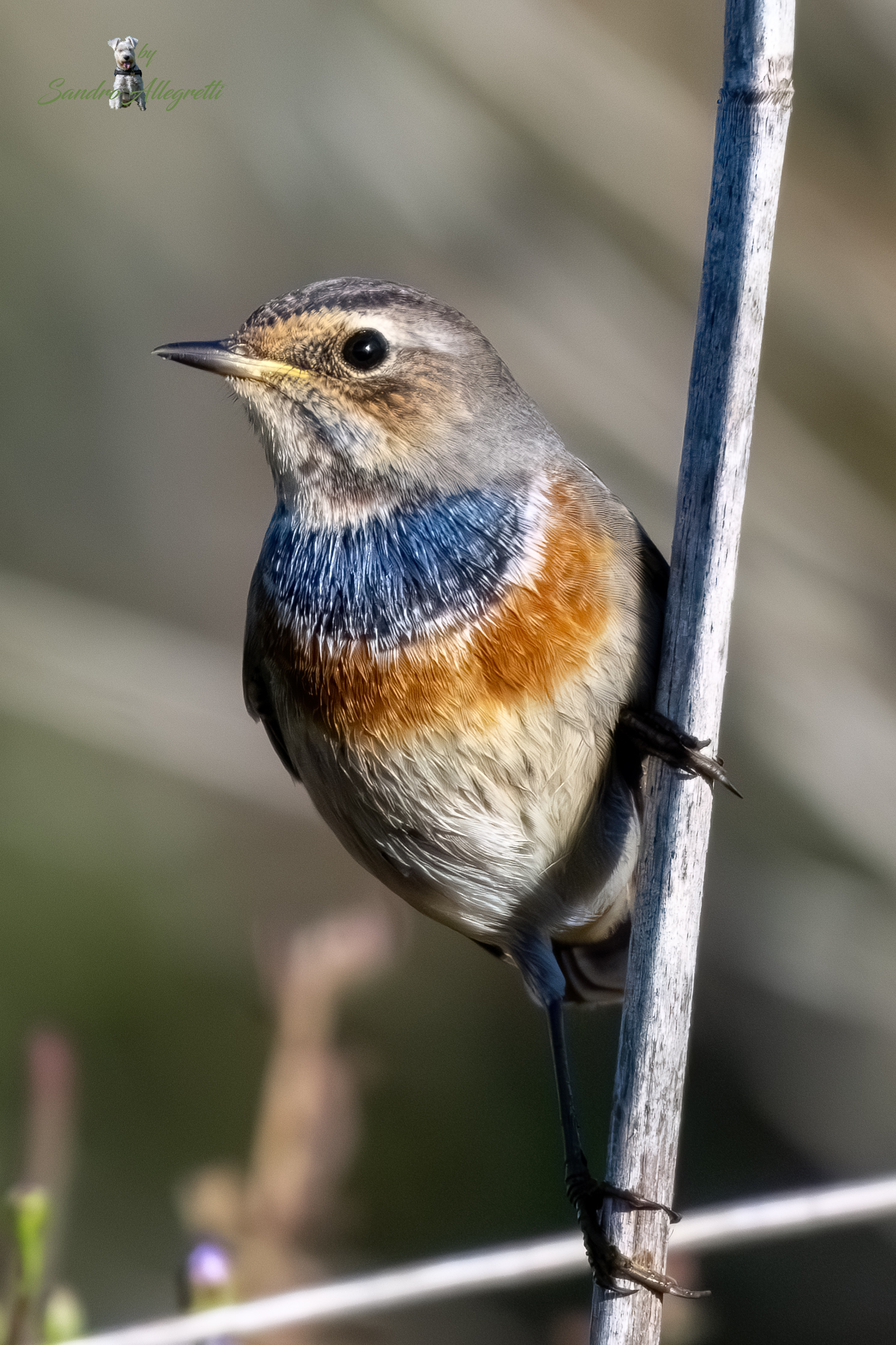 Il pettazzurro (Luscinia svecica)