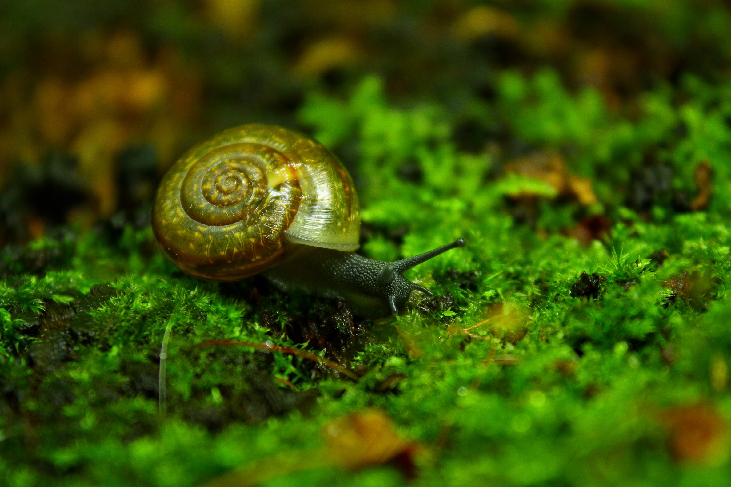 The snail in green