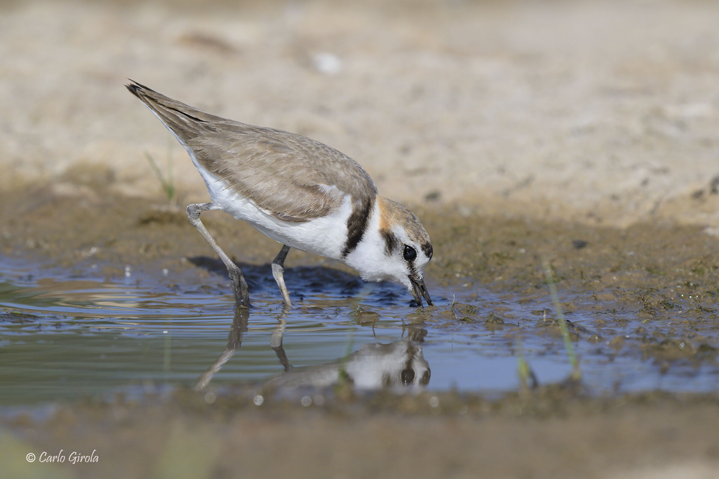 Fratino (Charadrius alexandrinus)