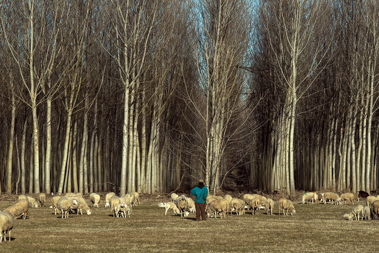 Herd
