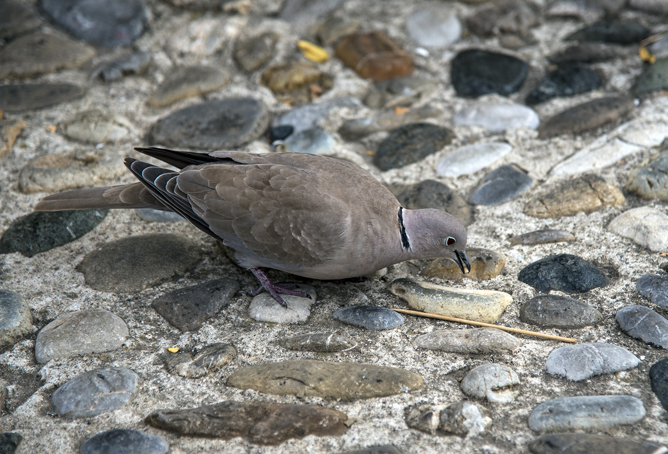 Pigeon