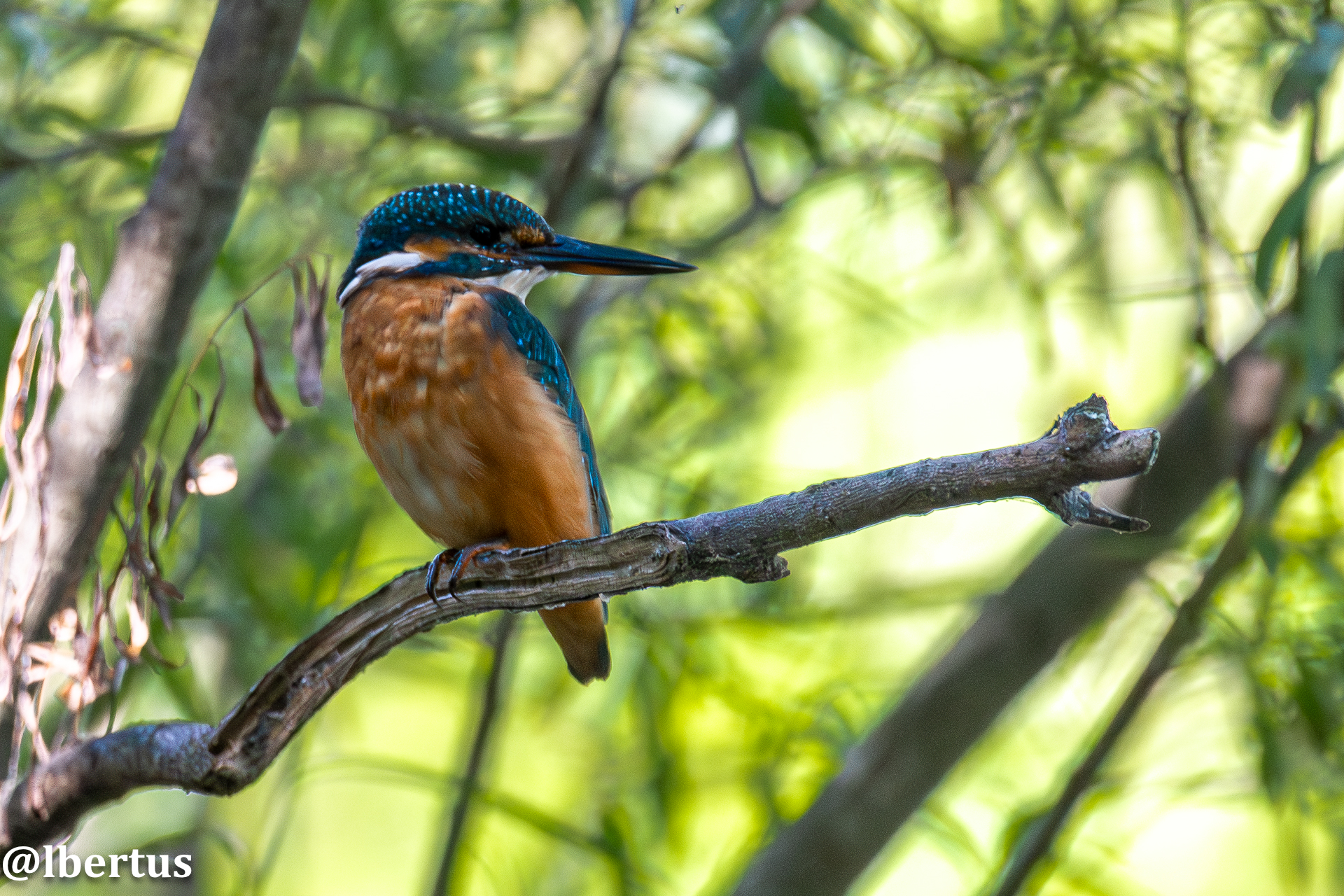 Kingfisher