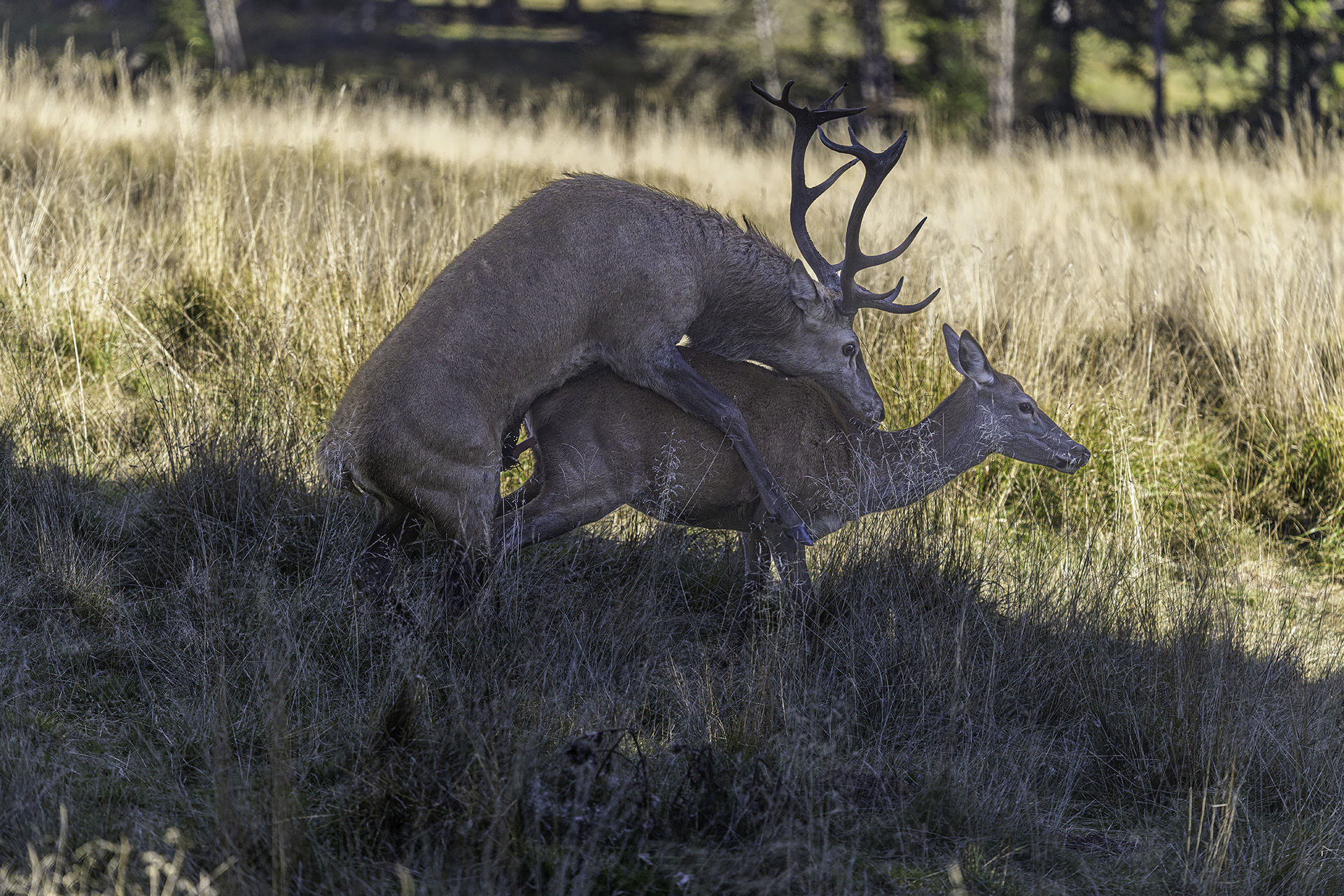 Mating deer