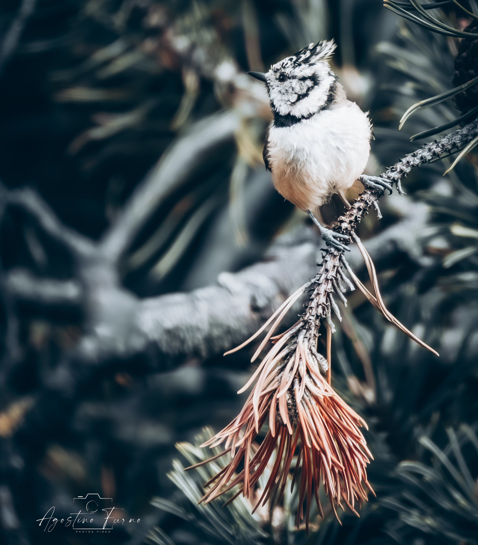 Tufted