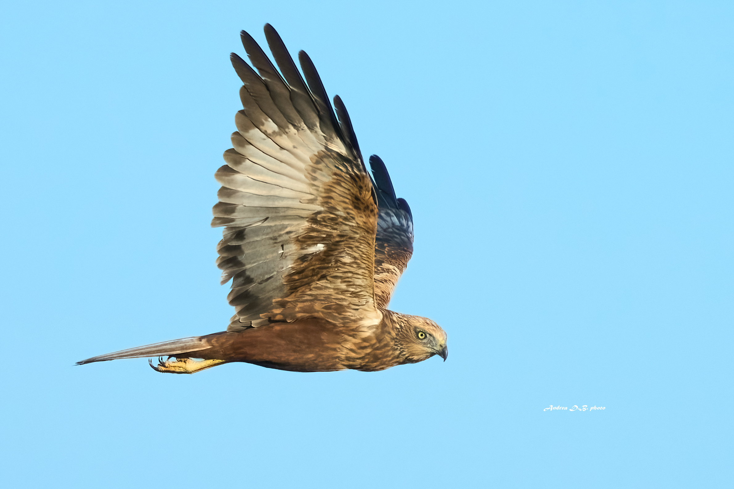 Falco di palude maschio