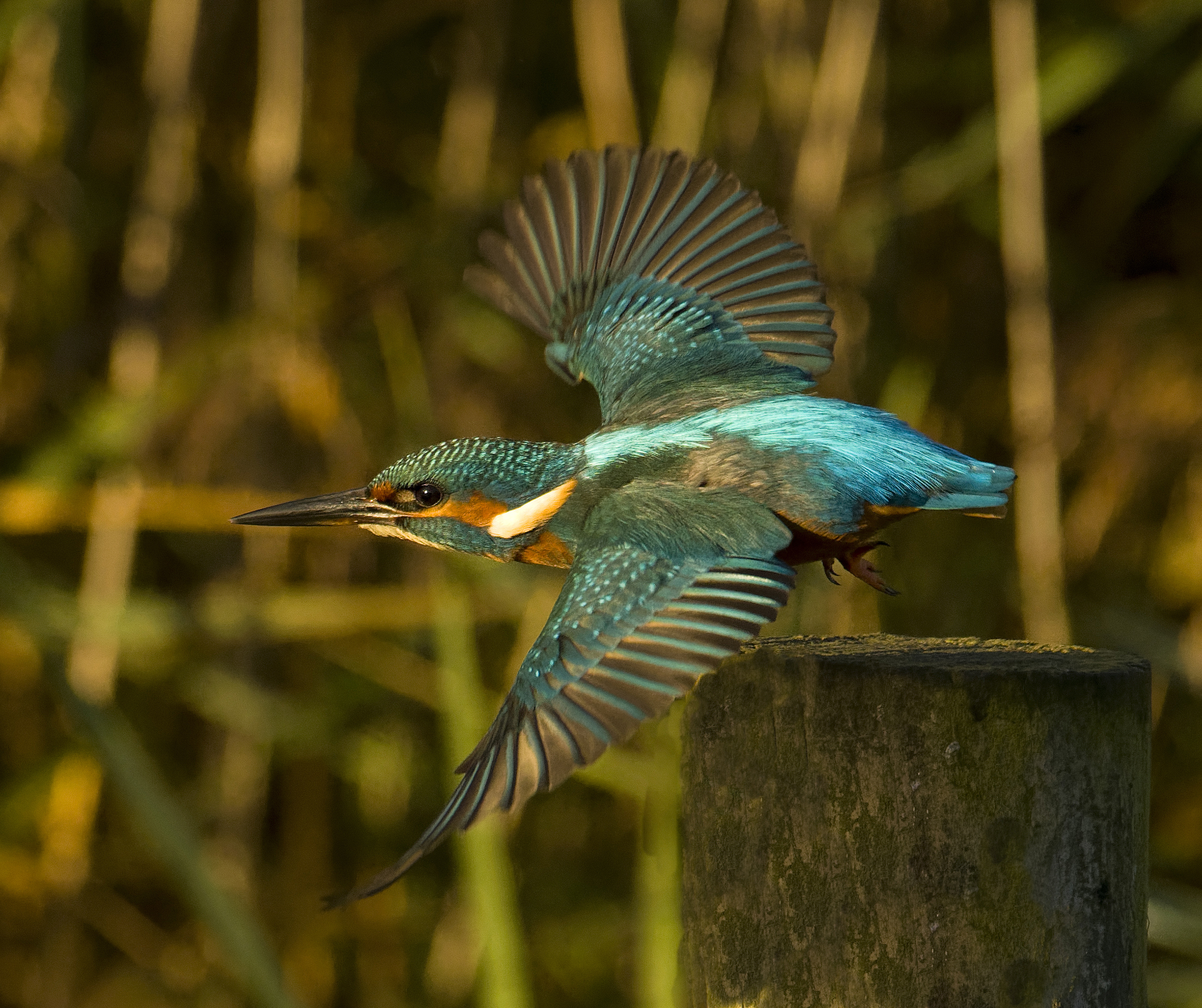 Kingfisher