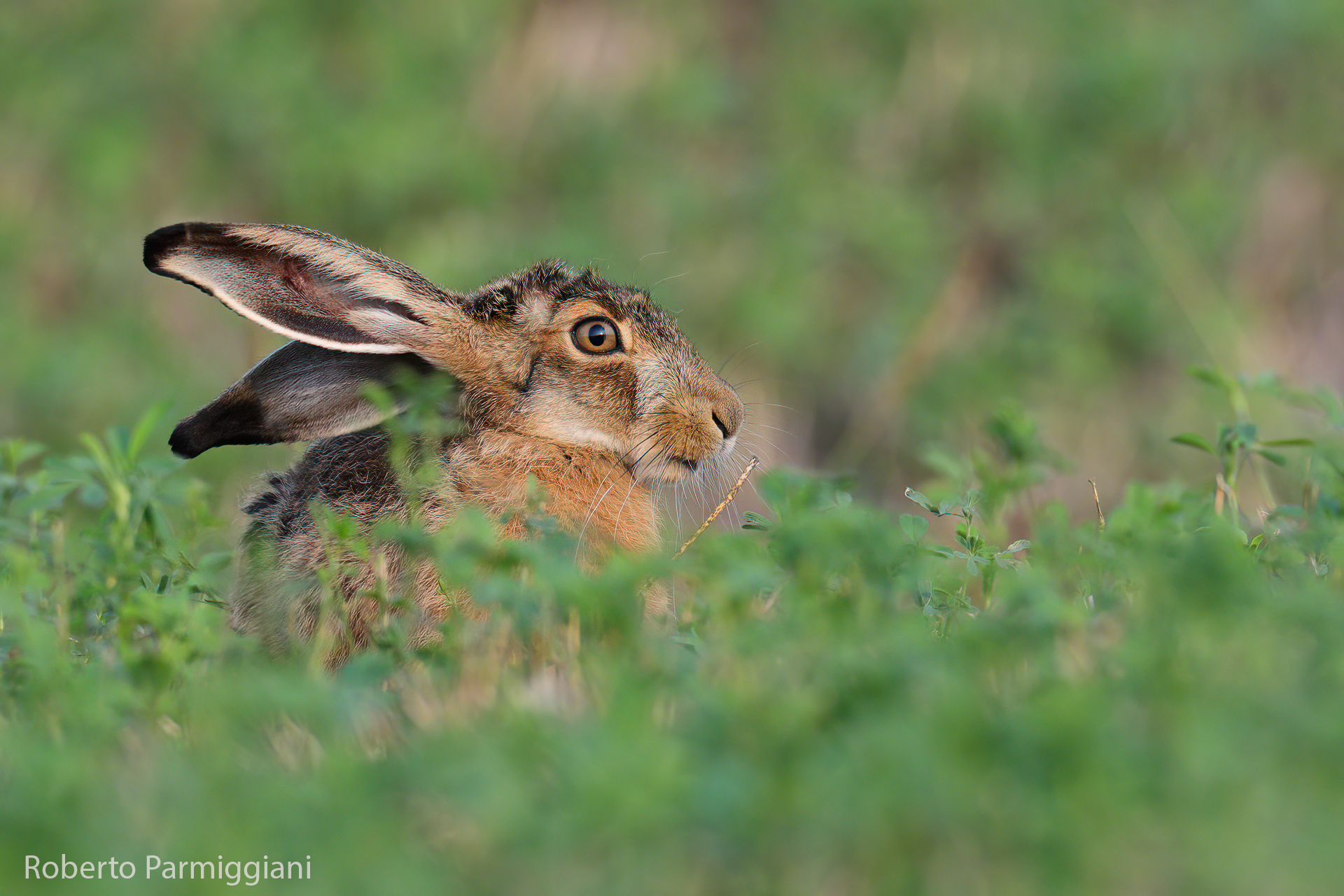 Simple hare