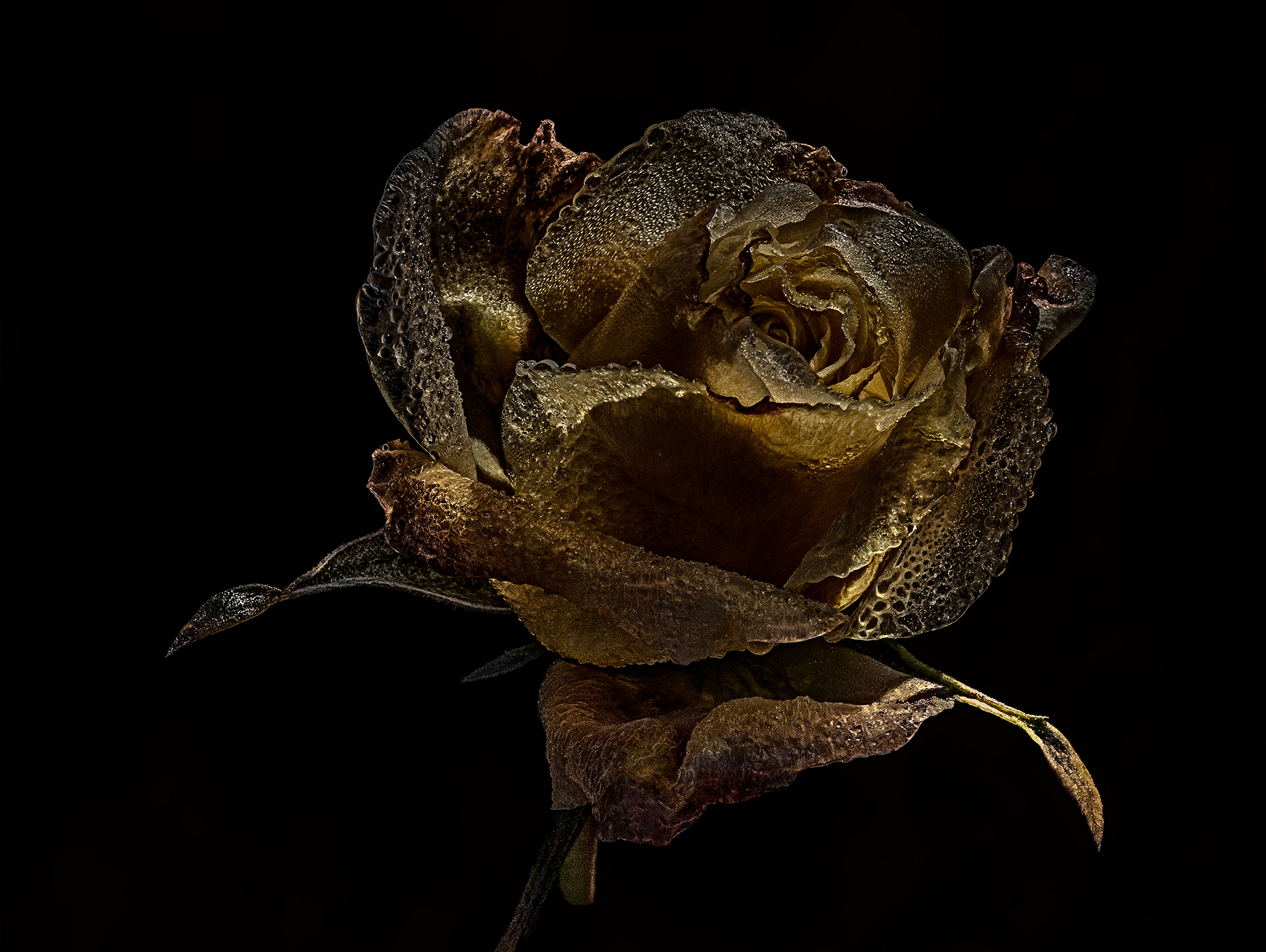 Frozen pink in color