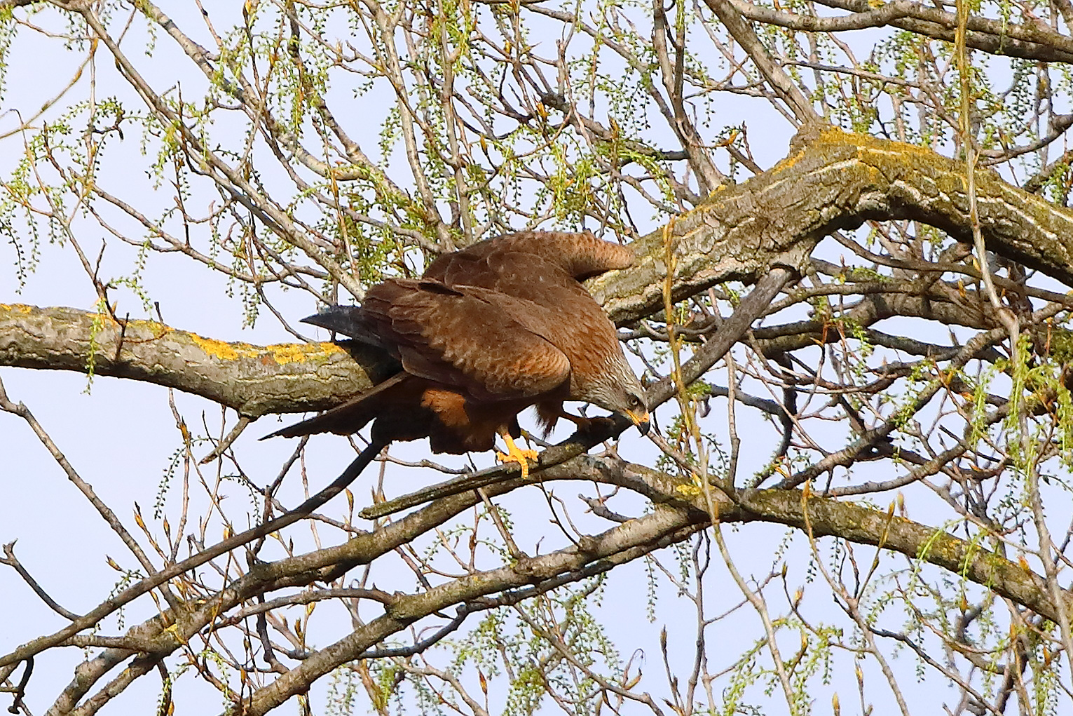 Nibbio bruno 29 marzo 2025 - 0333