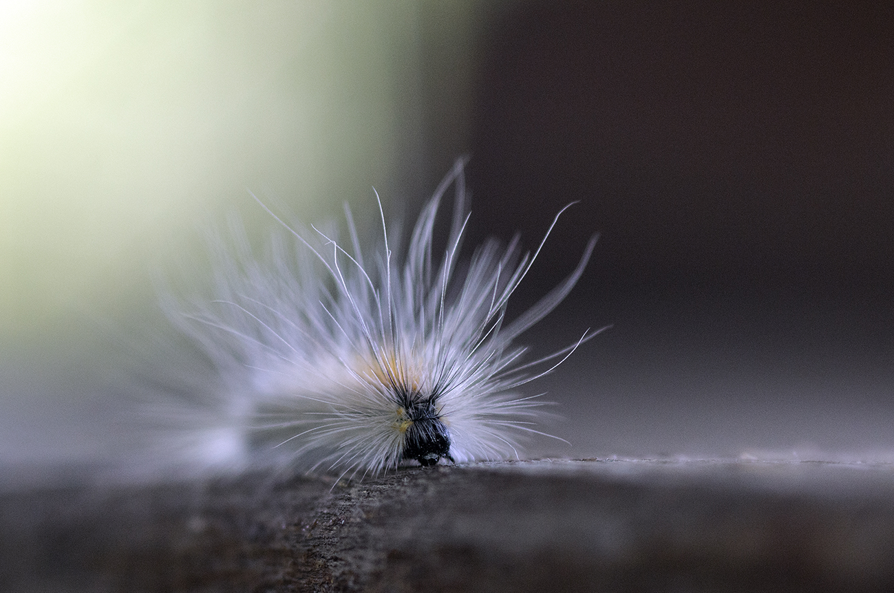 Insect of the processionary.