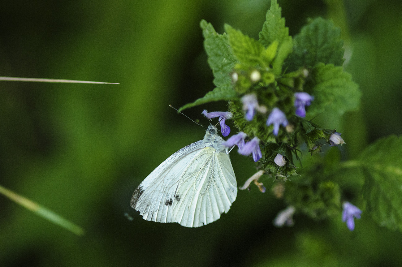 Nectar found!