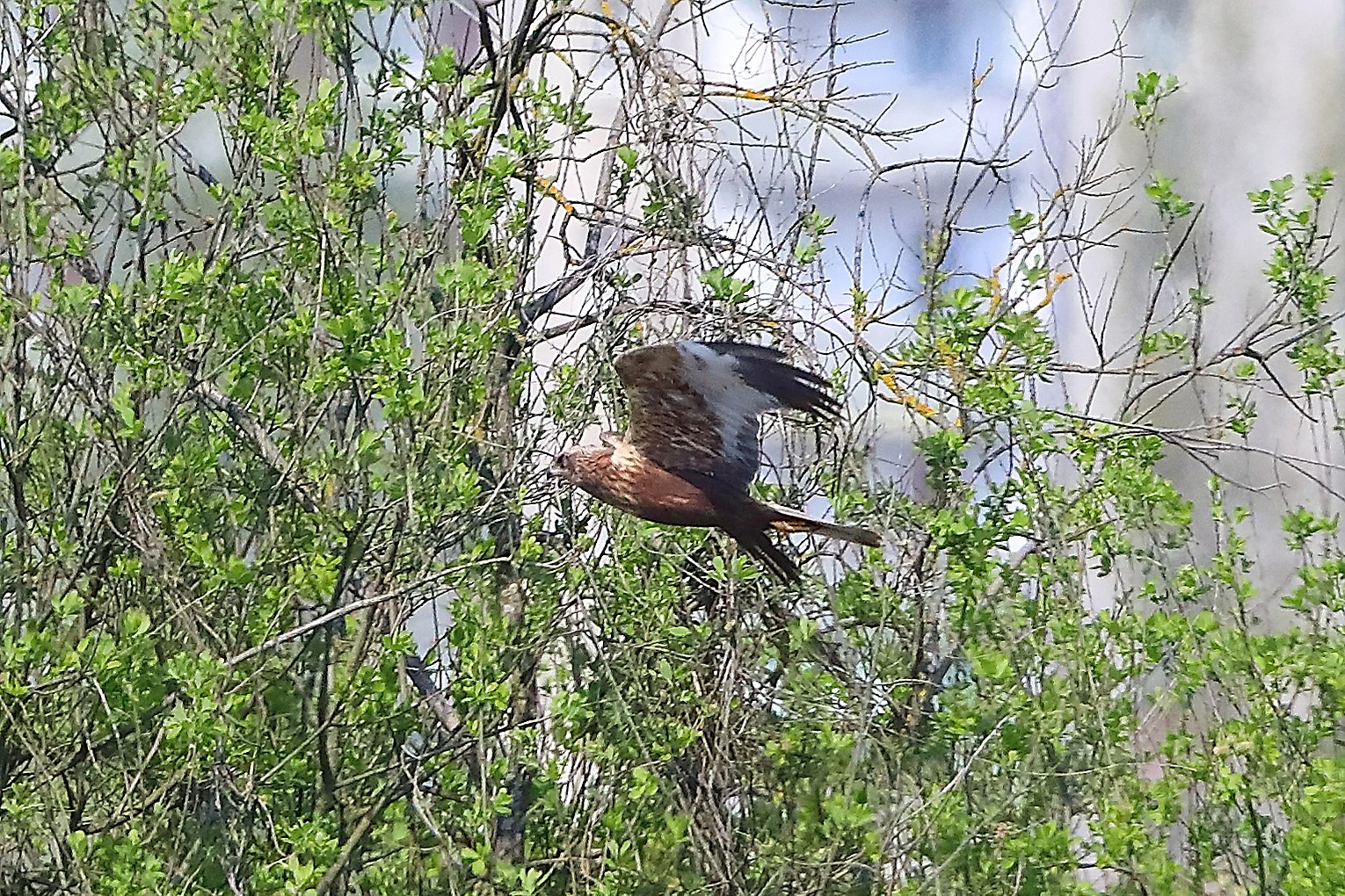 Falco di palude M 09 aprile 2025 - 0058